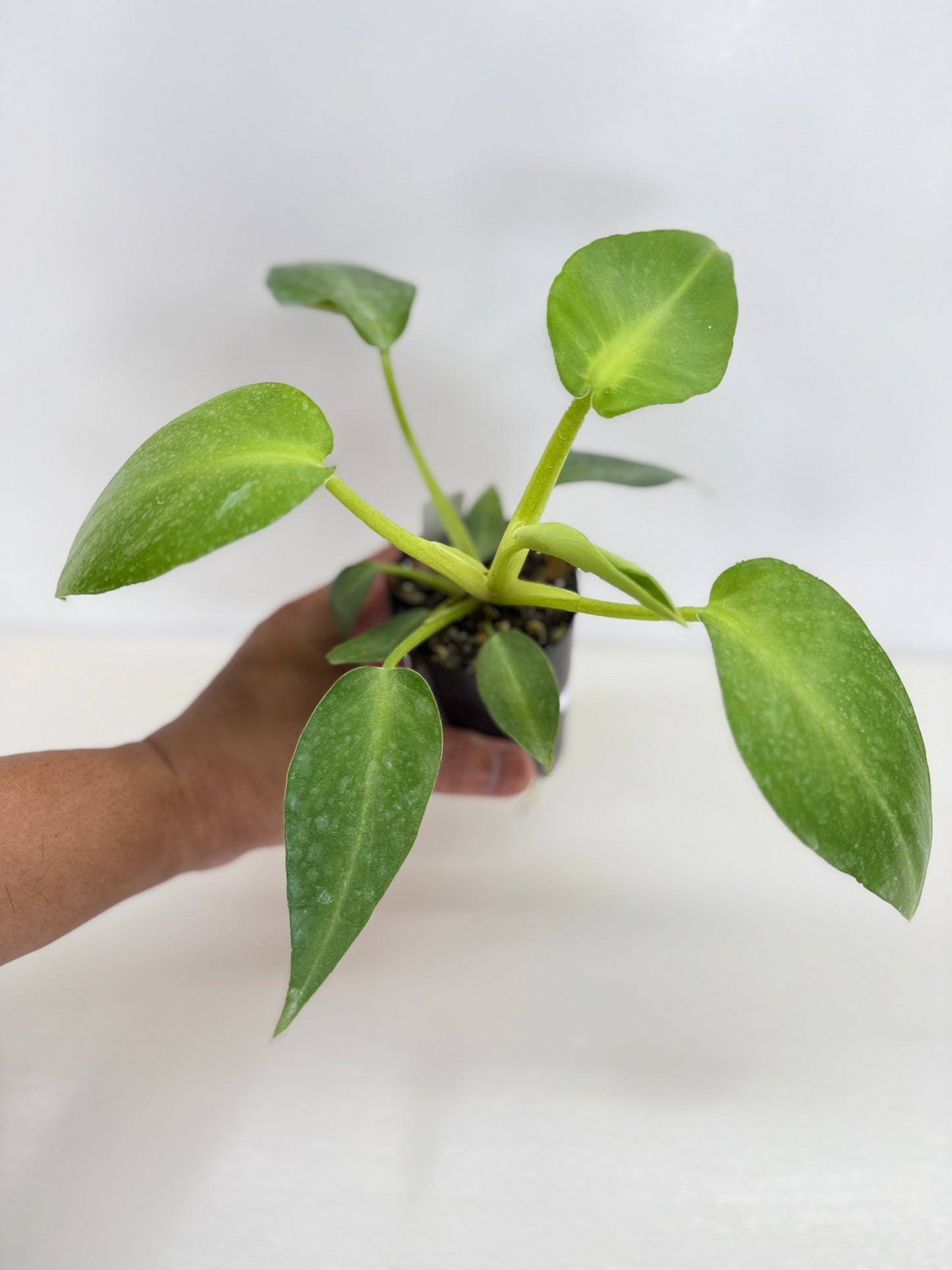 Philodendron Rugosum - Juvenile C16
