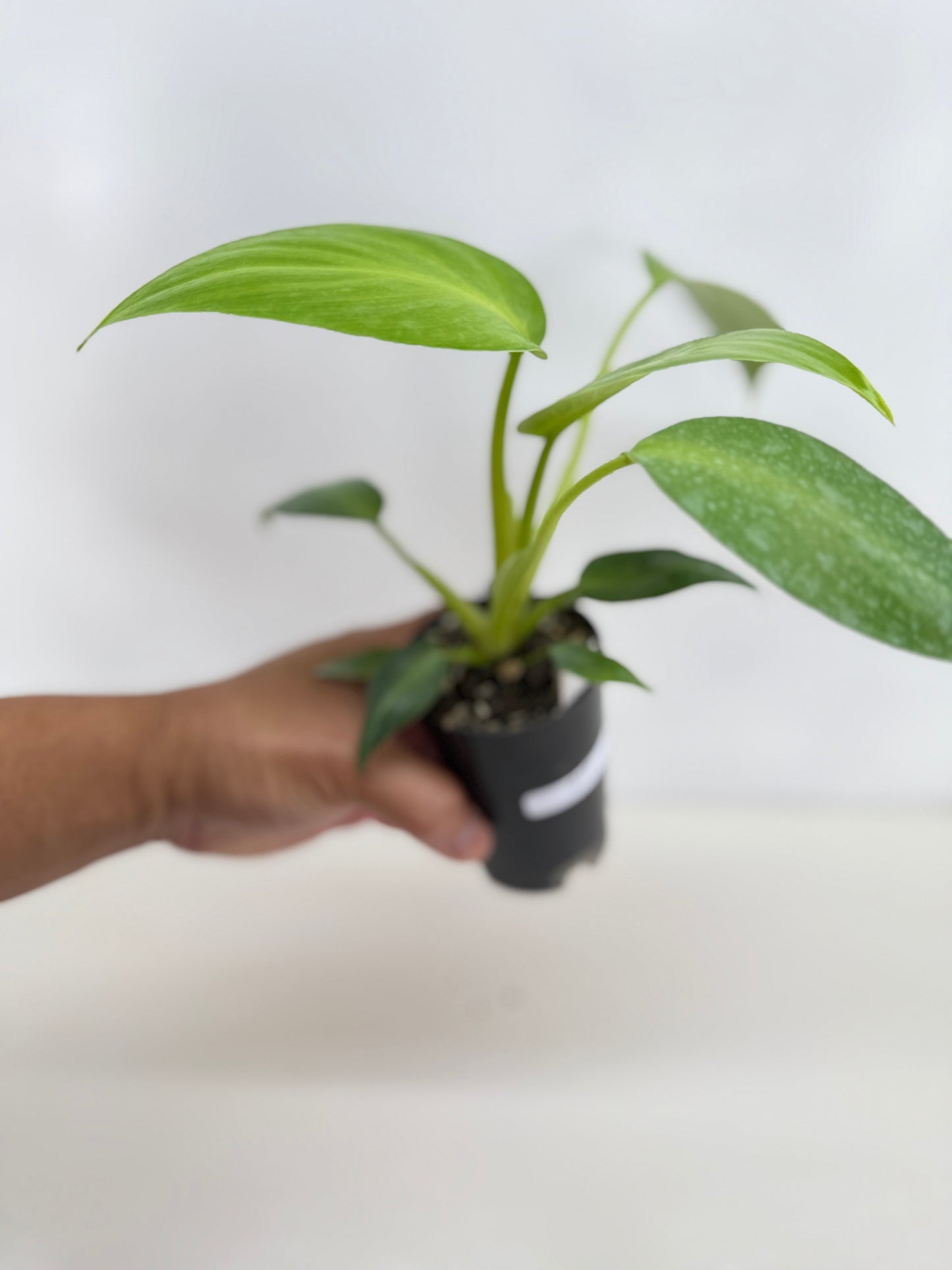 Philodendron Rugosum - Juvenile C17