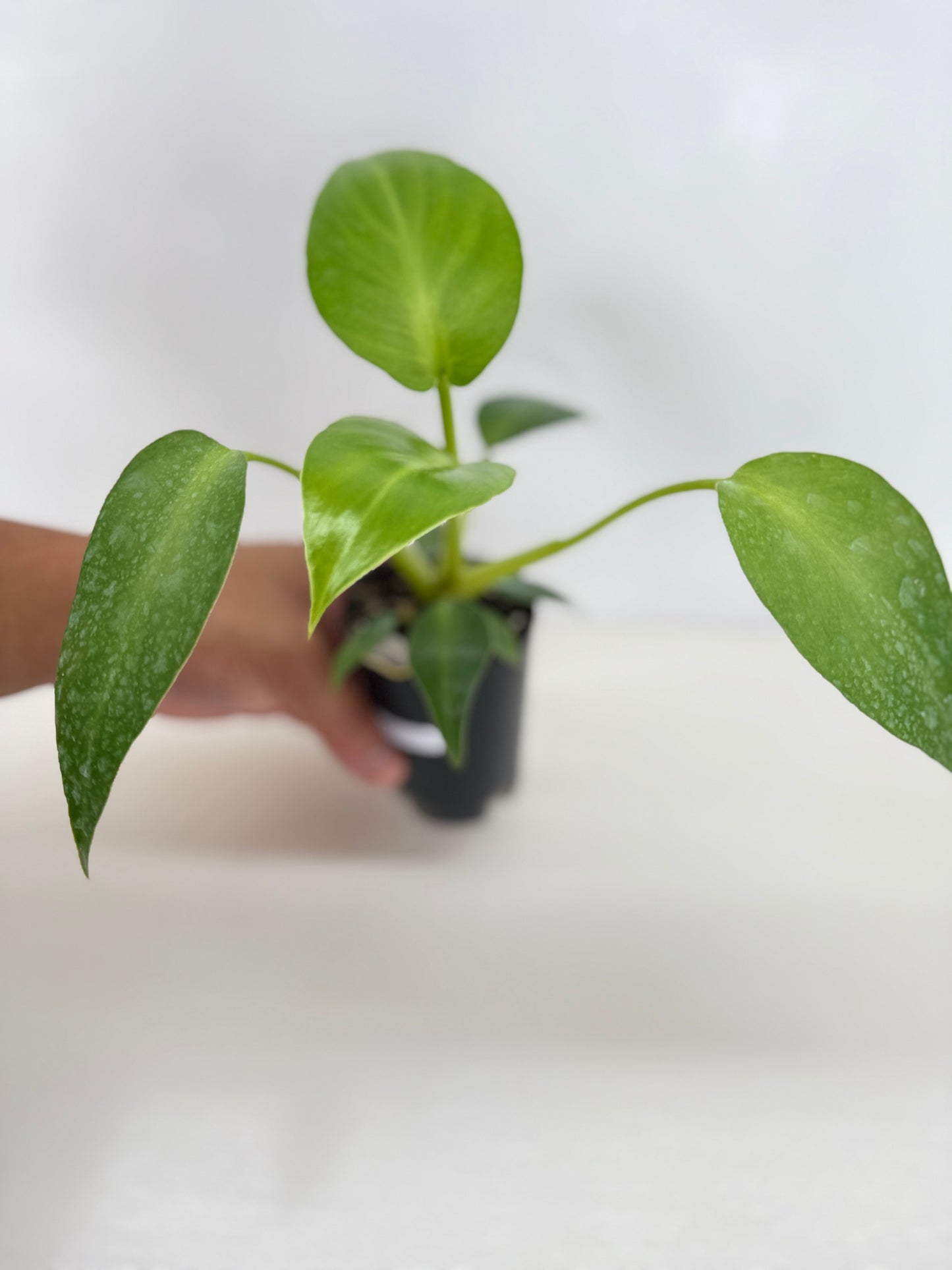 Philodendron Rugosum - Juvenile C17