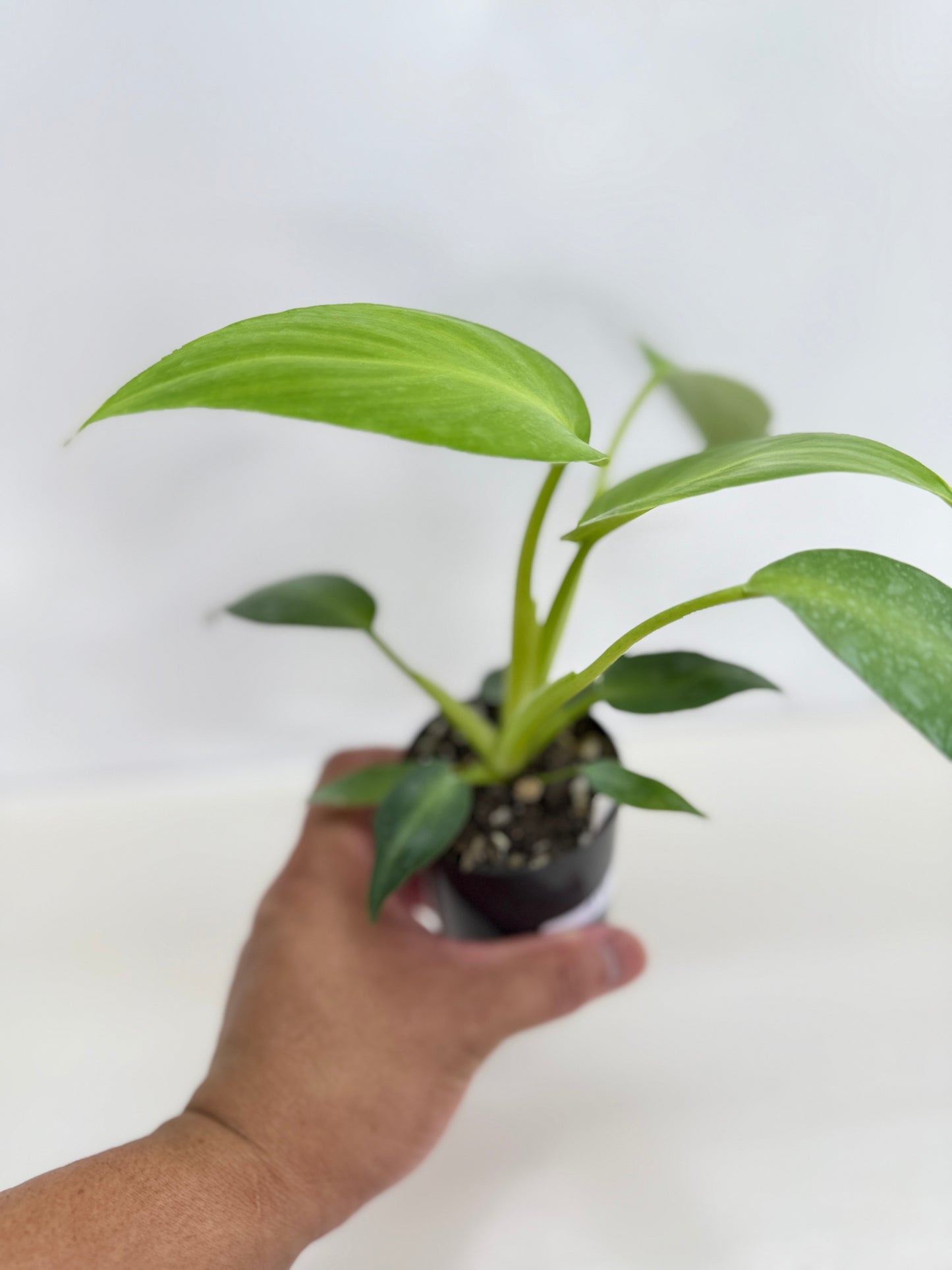 Philodendron Rugosum - Juvenile C17