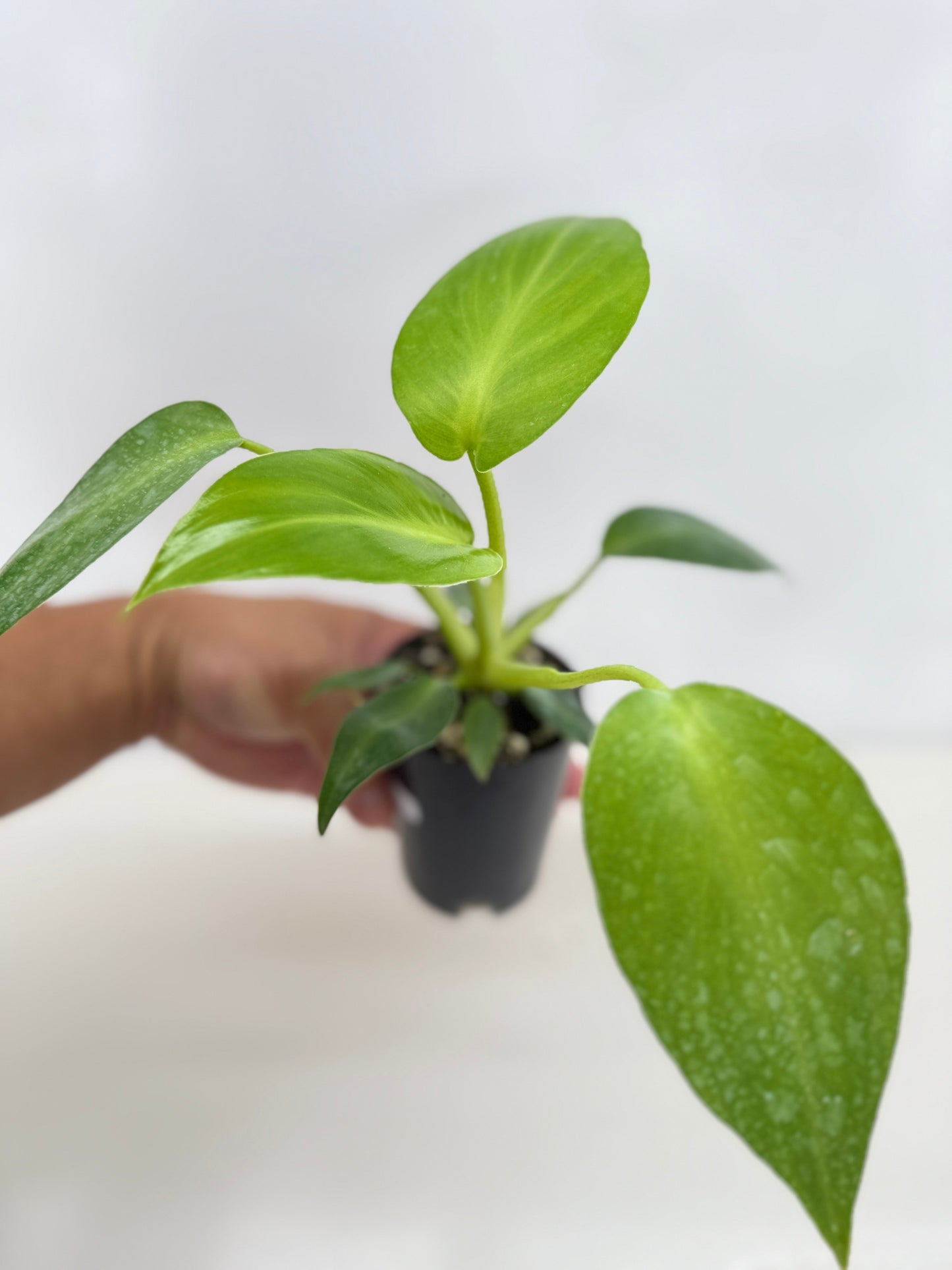 Philodendron Rugosum - Juvenile C17