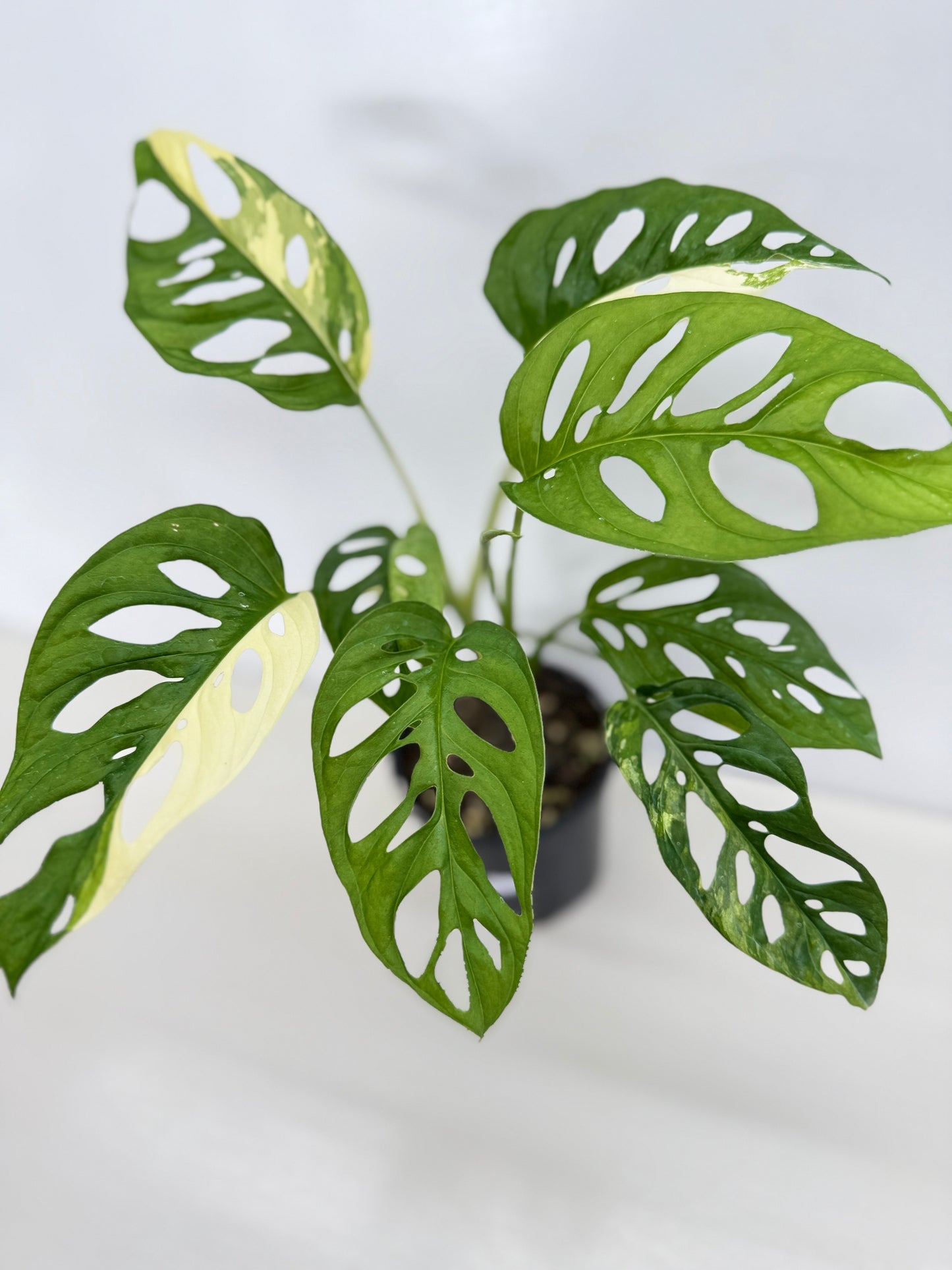 Monstera adansonii ‘Variegated Albo’ C18