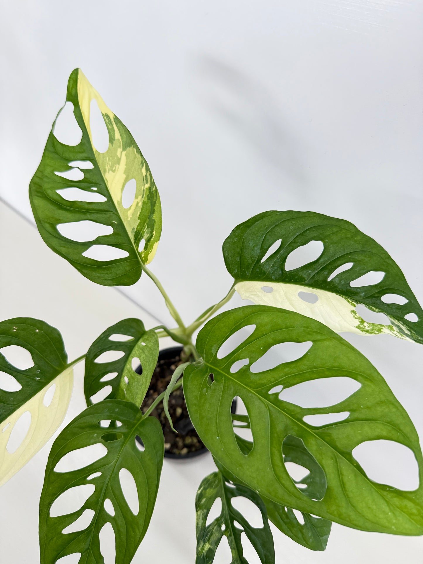 Monstera adansonii ‘Variegated Albo’ C18