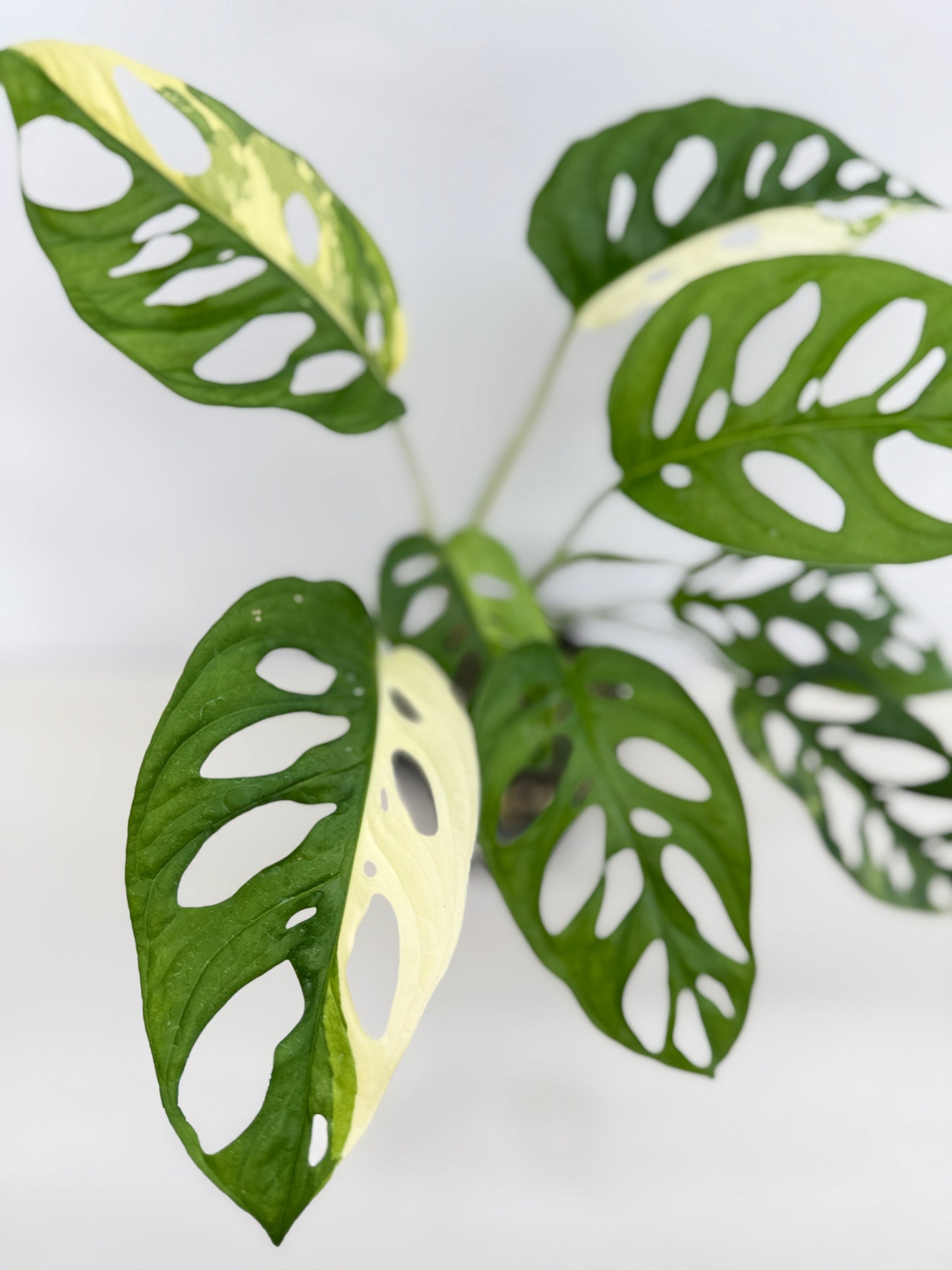 Monstera adansonii ‘Variegated Albo’ C18