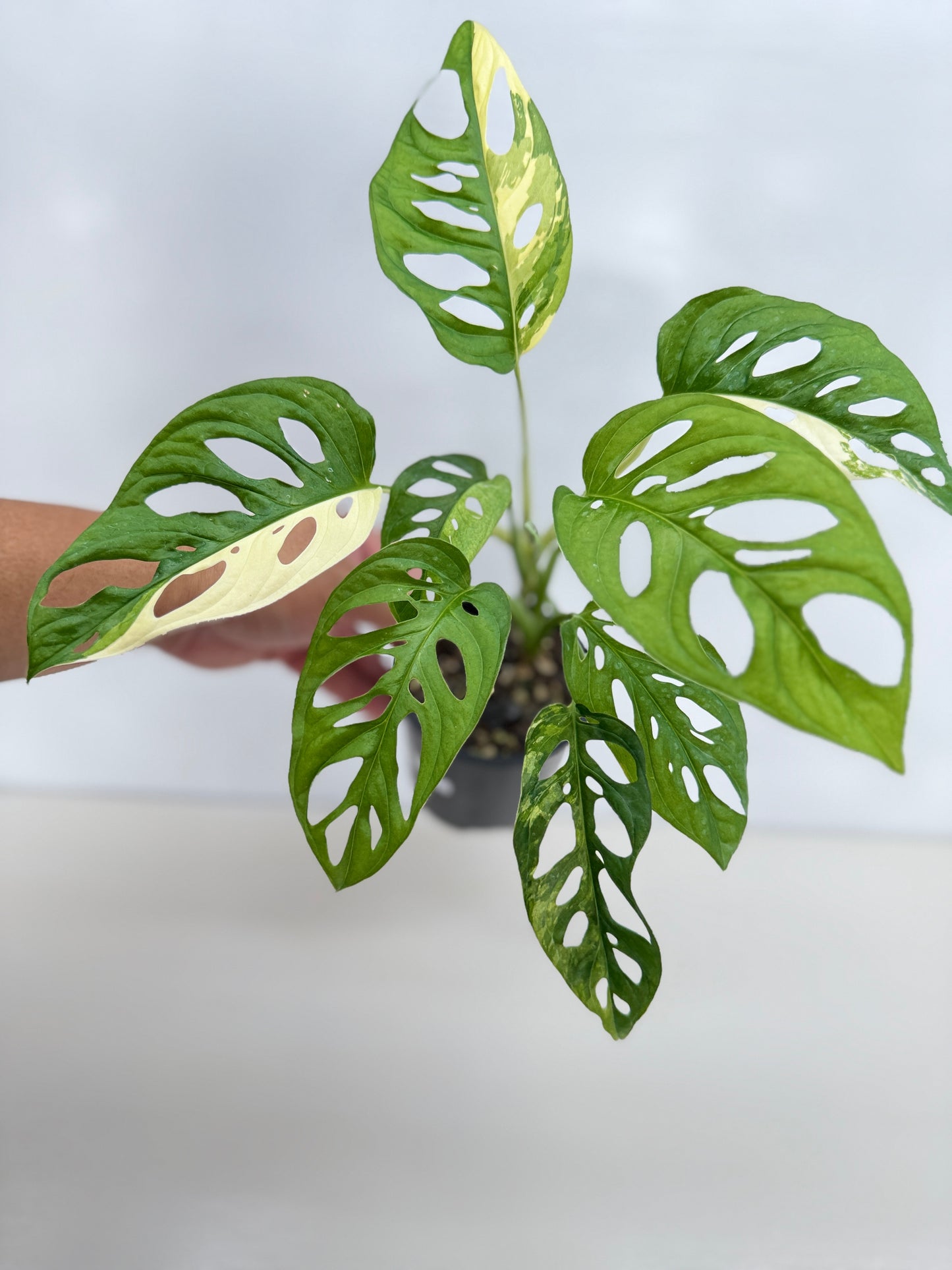 Monstera adansonii ‘Variegated Albo’ C18