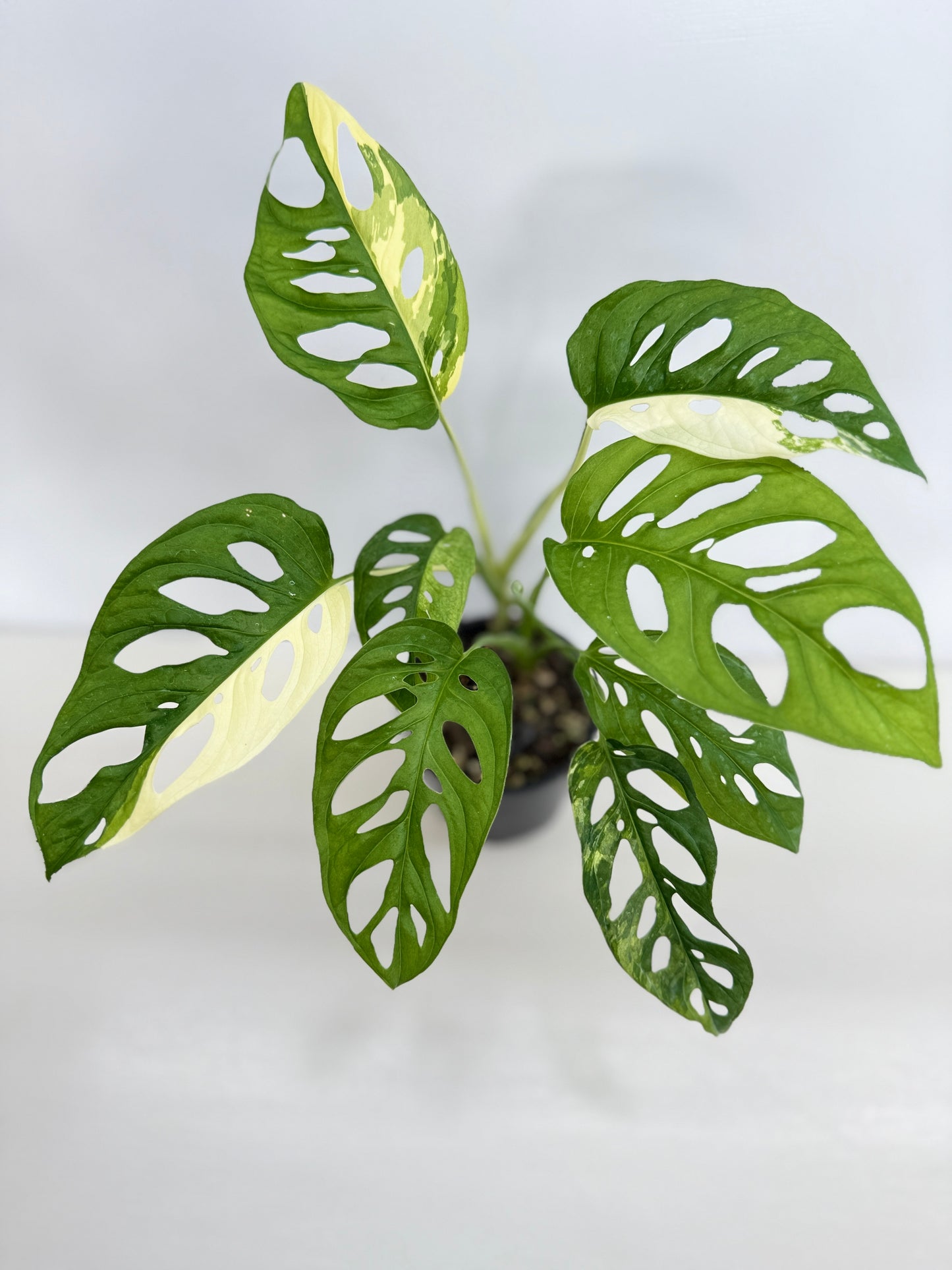 Monstera adansonii ‘Variegated Albo’ C18