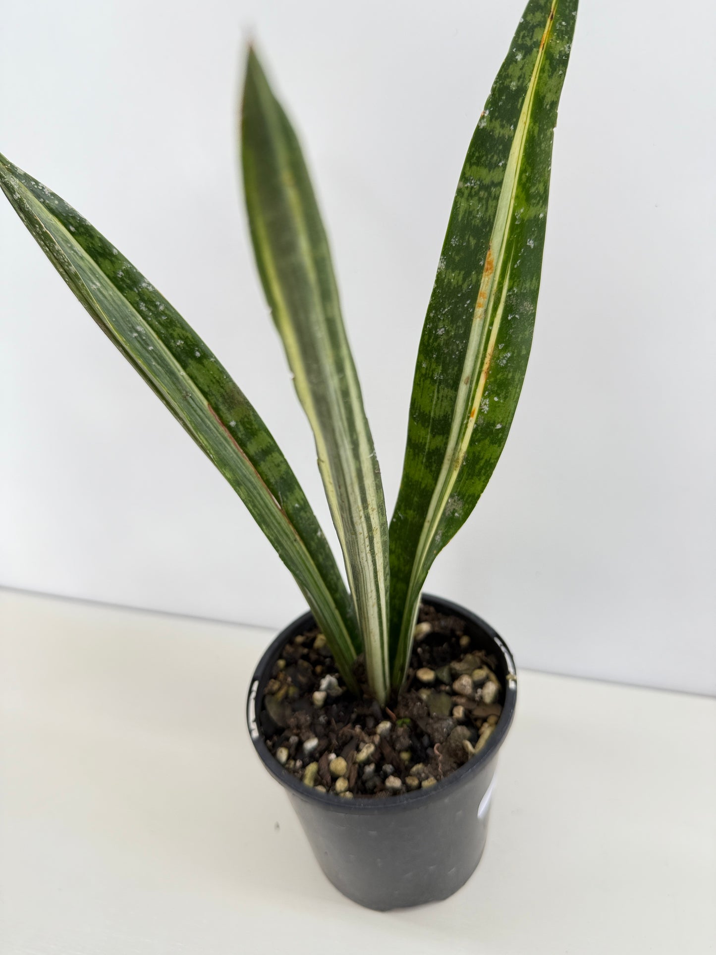 Sansevieria 'Bantel's Sensation' C19