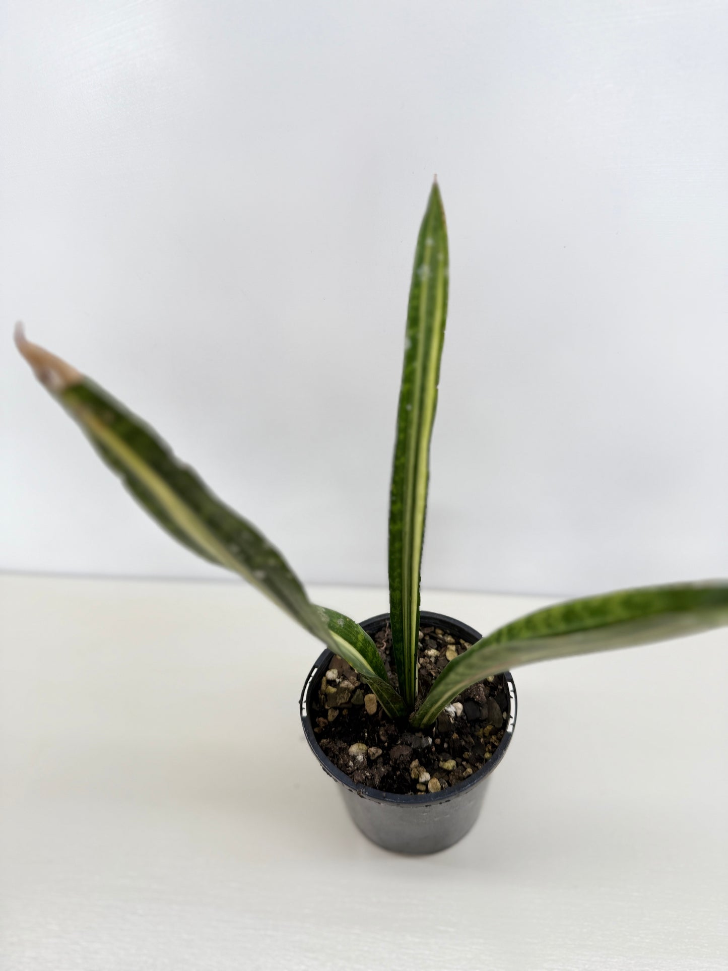Sansevieria 'Bantel's Sensation' C19