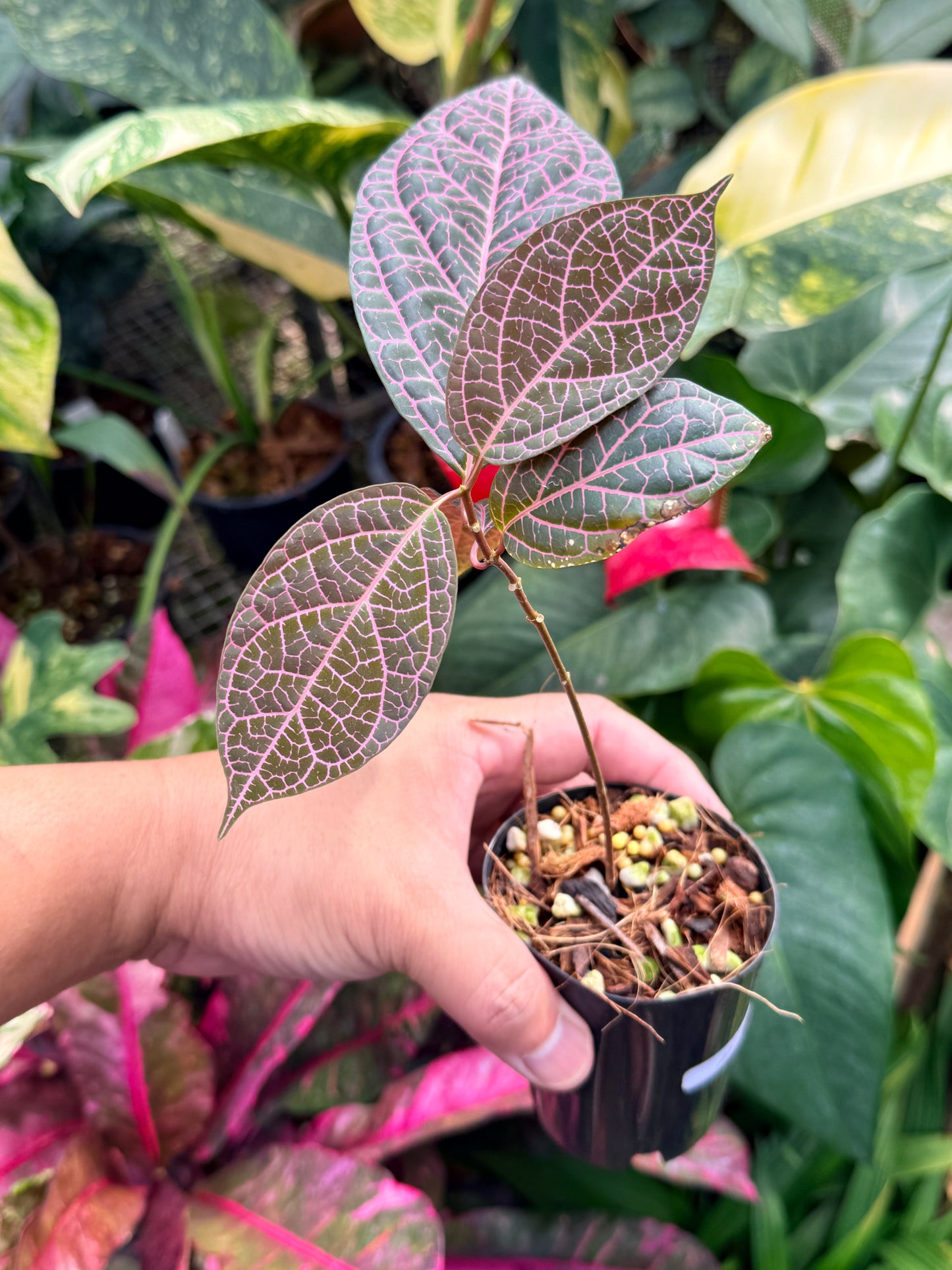Prestonia Quinquangularis 'Dogbane' M32