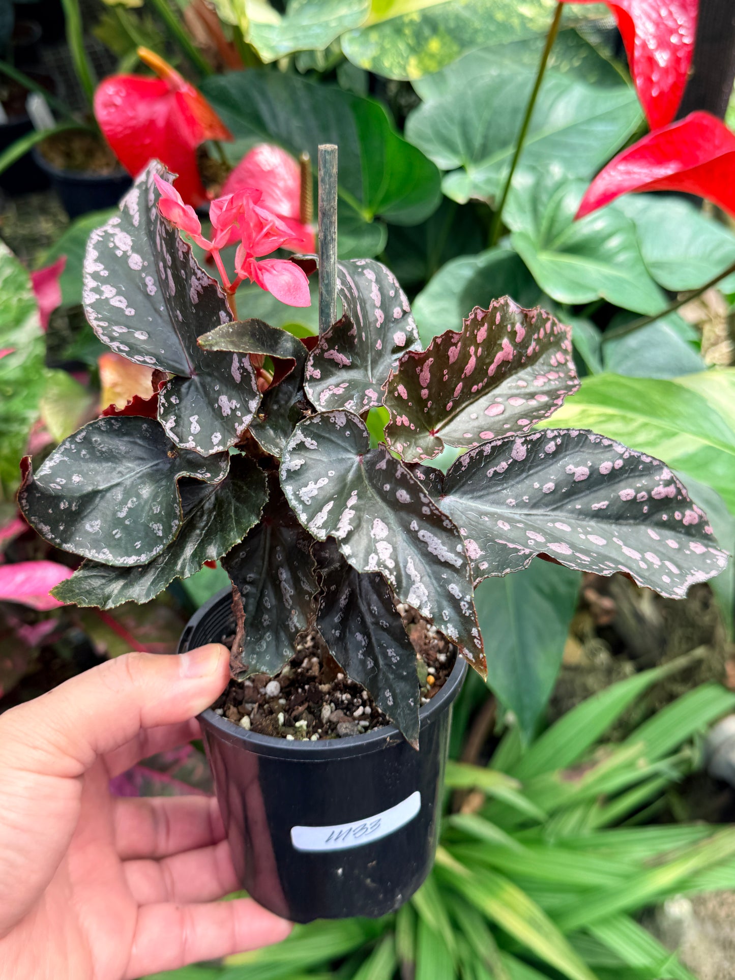 Begonia Maculata 'Cracklin Rose' M33
