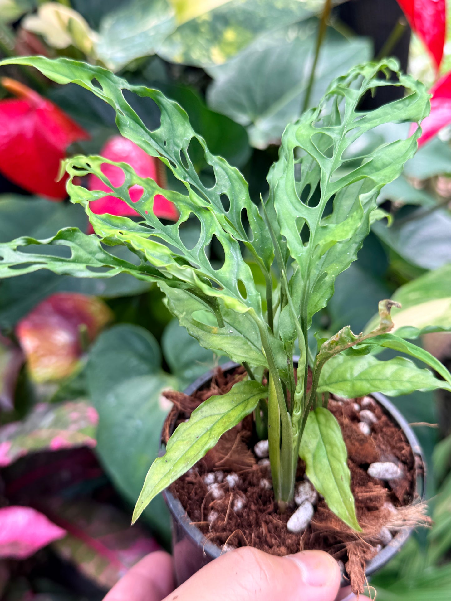 Monstera obliqua 'Peru' M34