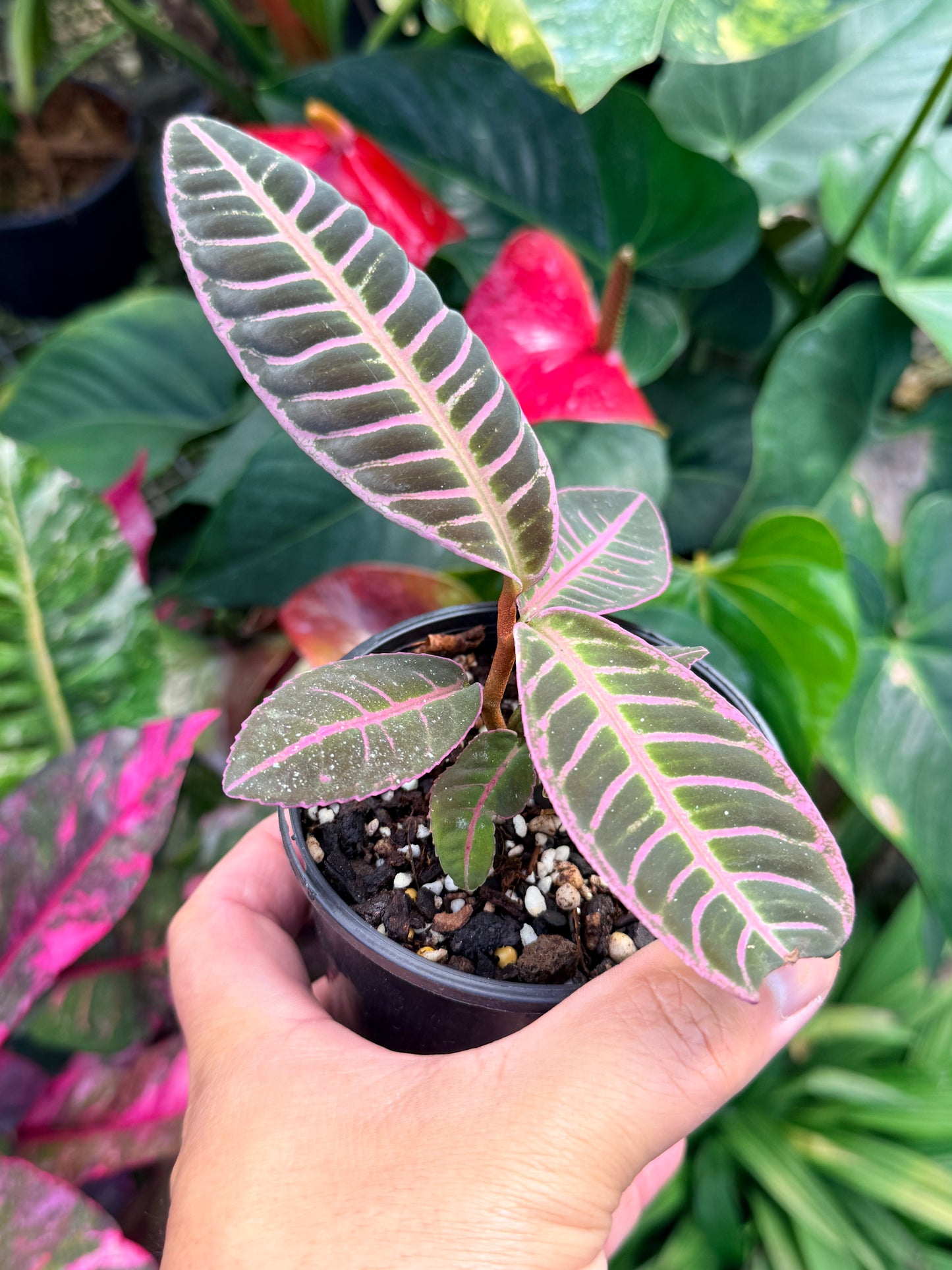Labisia 'Riau Pink' M35