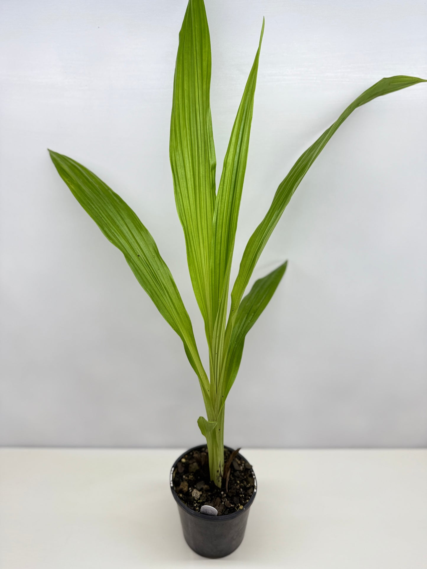 Phaius bernaysii ‘Yellow Swamp Orchid’ - Rarely Offered C21