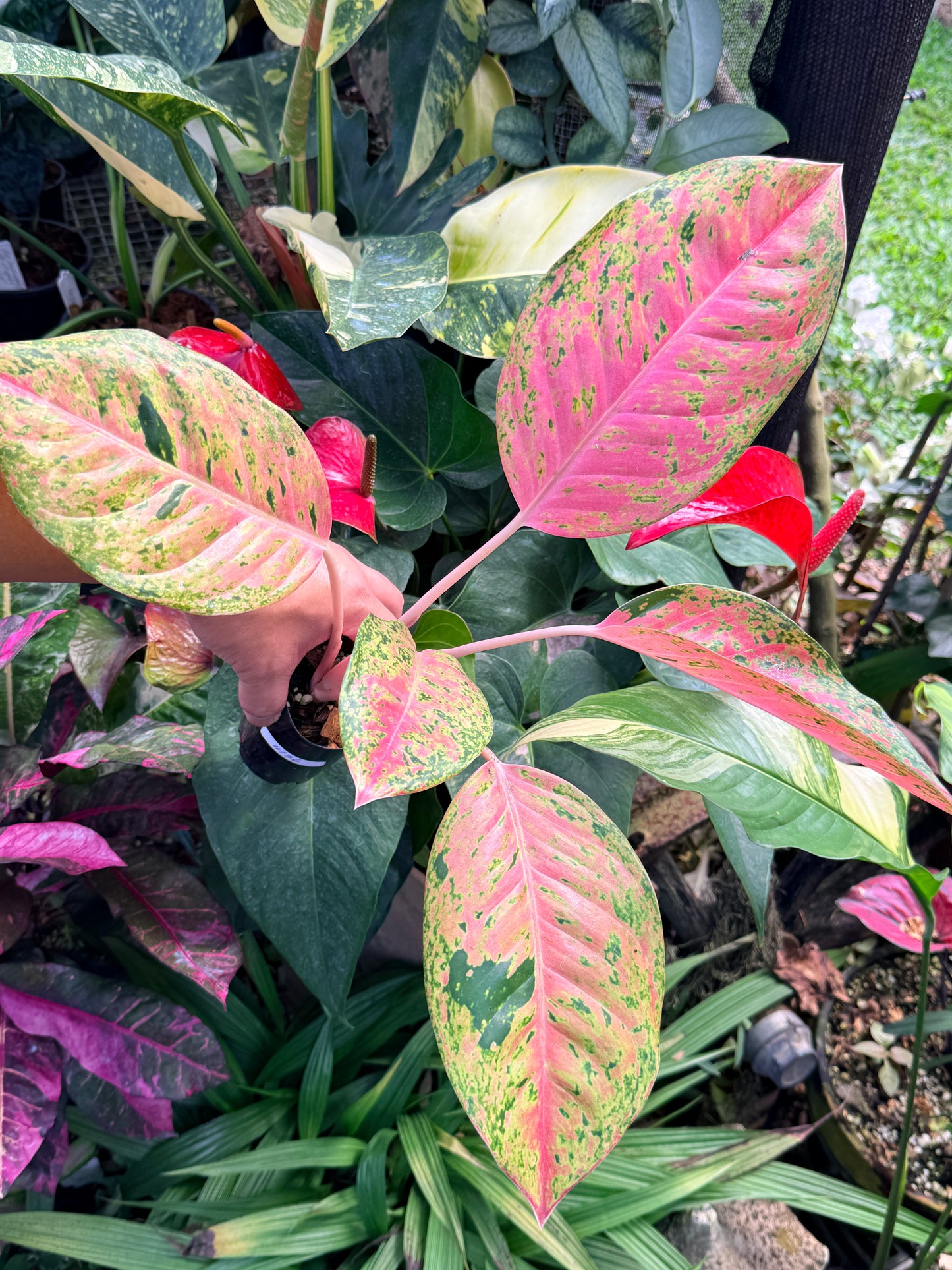 Aglaonema 'Rainbow' M36