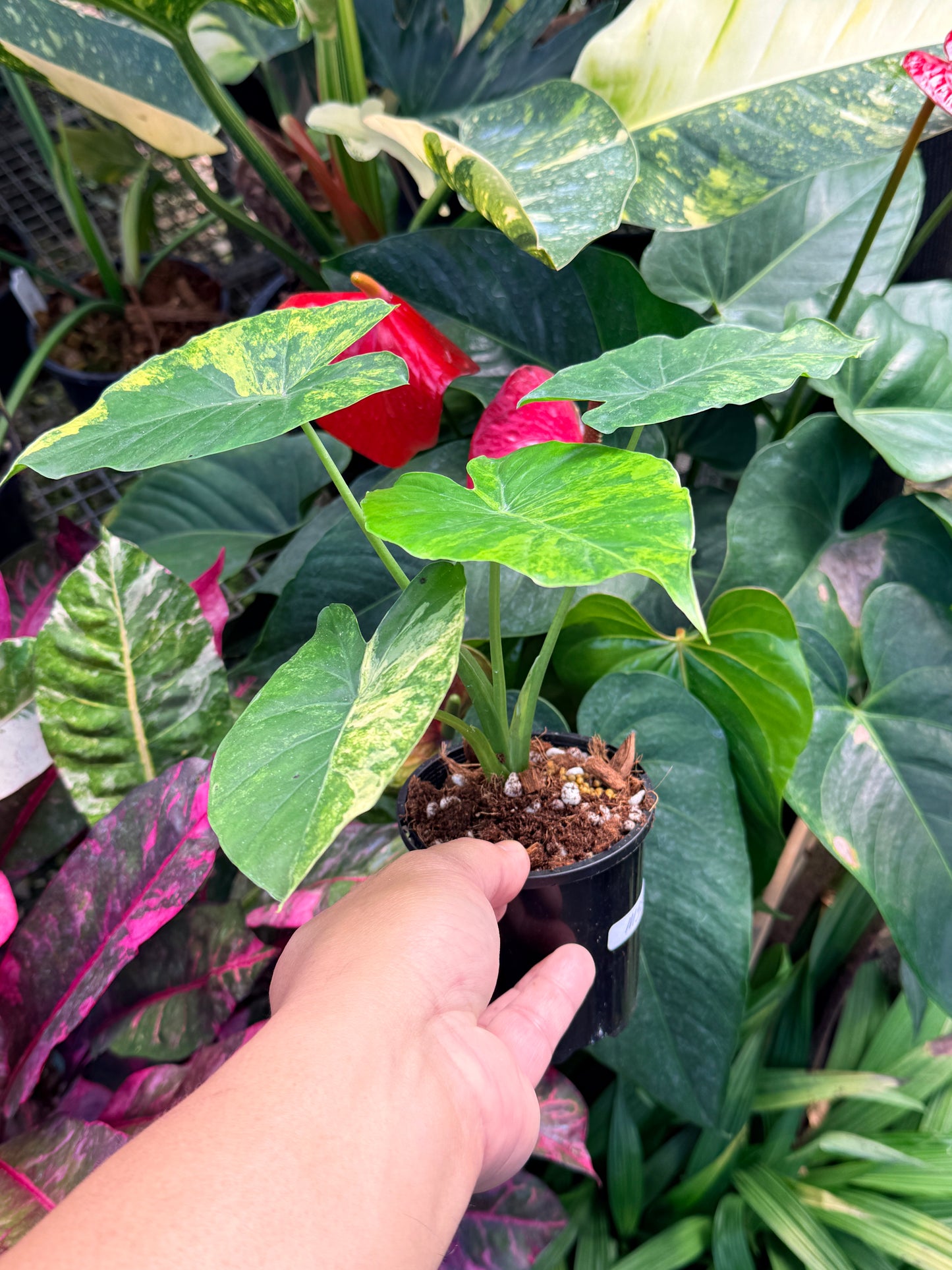 Alocasia gageana 'Aurea Variegated' M38