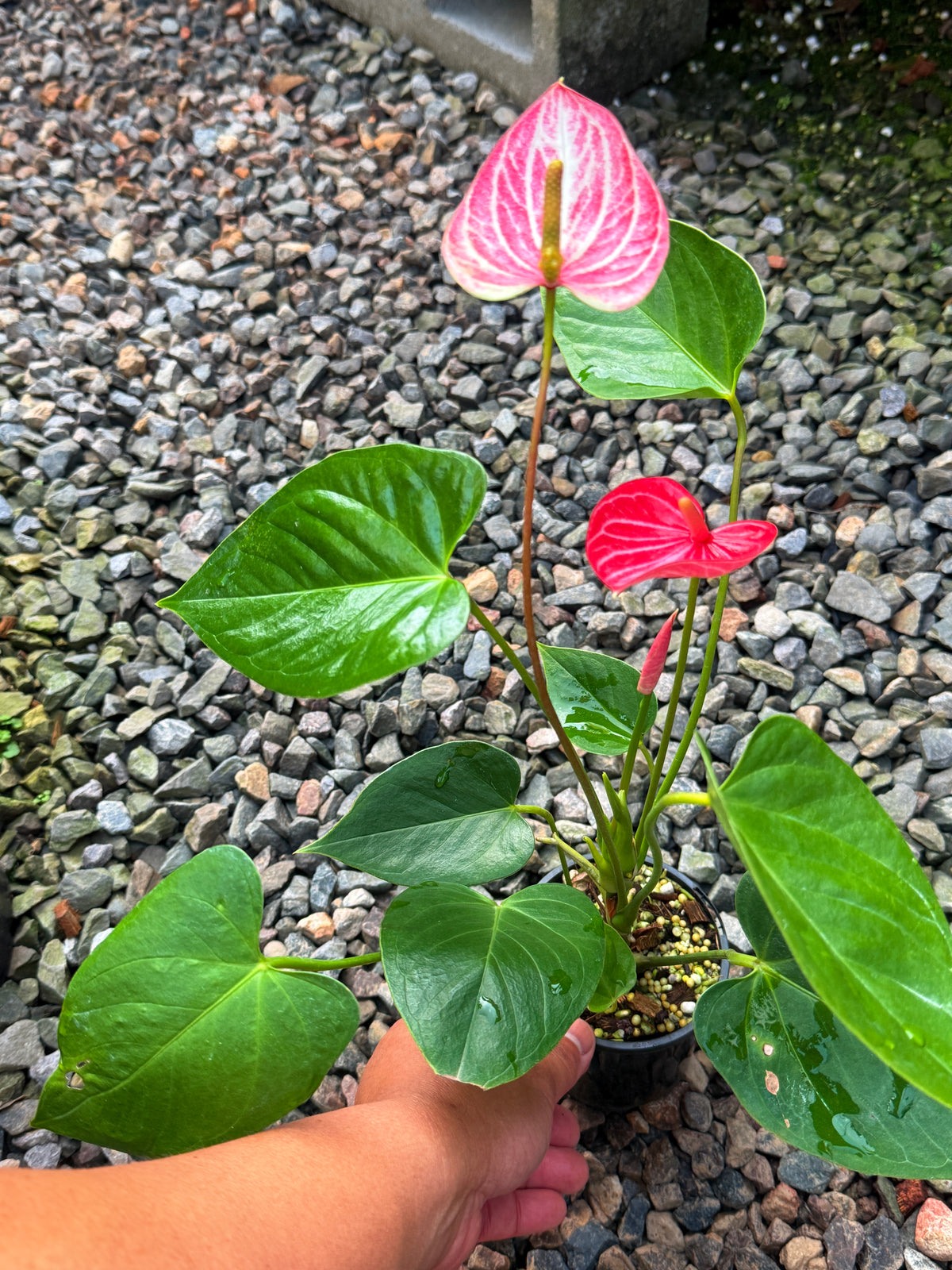 Anthurium 'Livium Ruby' R41