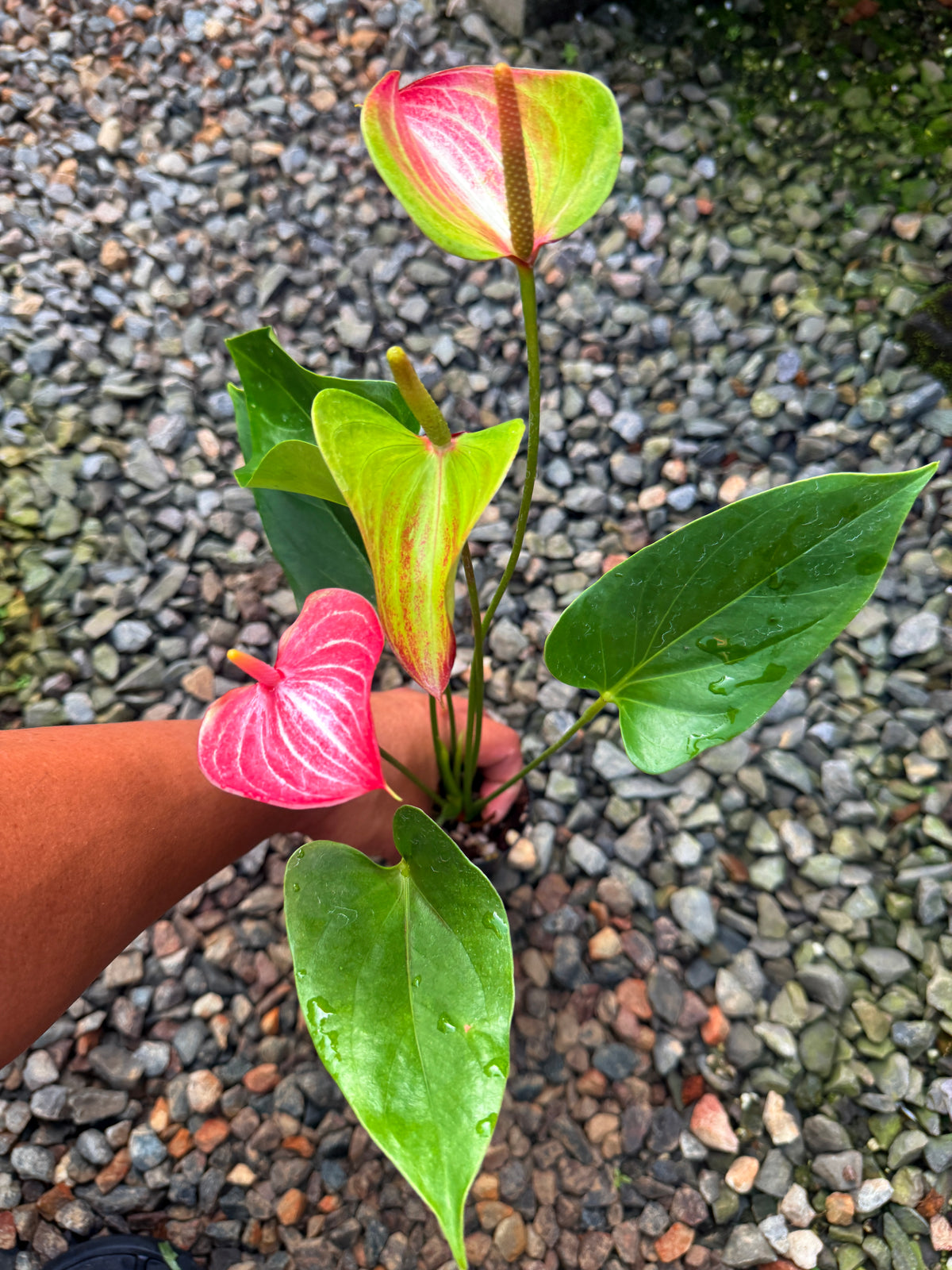Anthurium 'Livium Ruby' V61