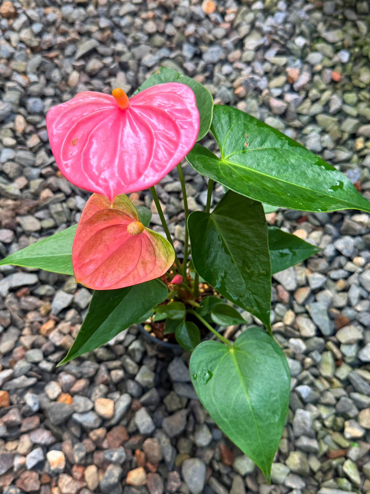 Anthurium 'Arisa Pink' V58