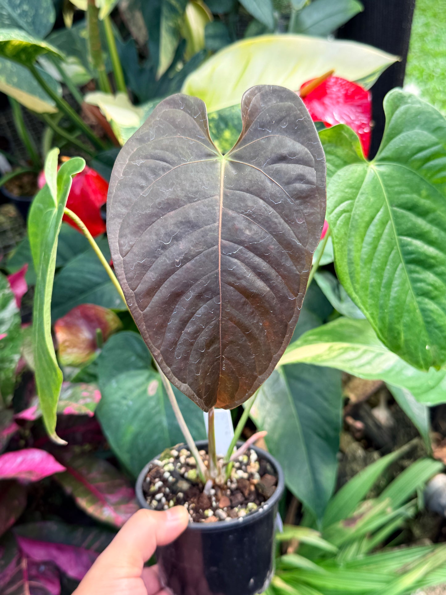 Anthurium Red Beauty x Anthurium Thin Leaf Veitchii M40
