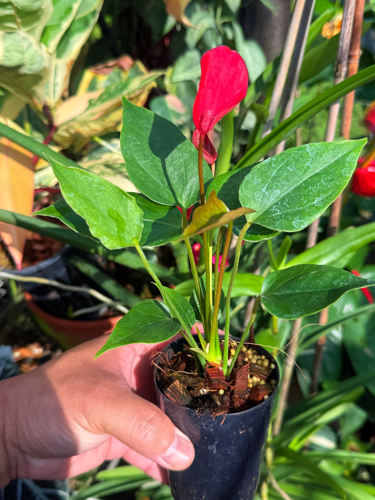 Anthurium 'Banderola Lava' V67