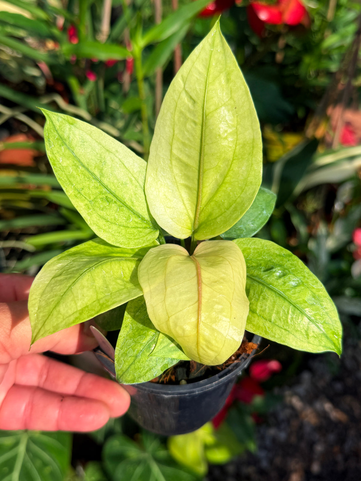 Anthurium Hookeri Variegata No.1 V72