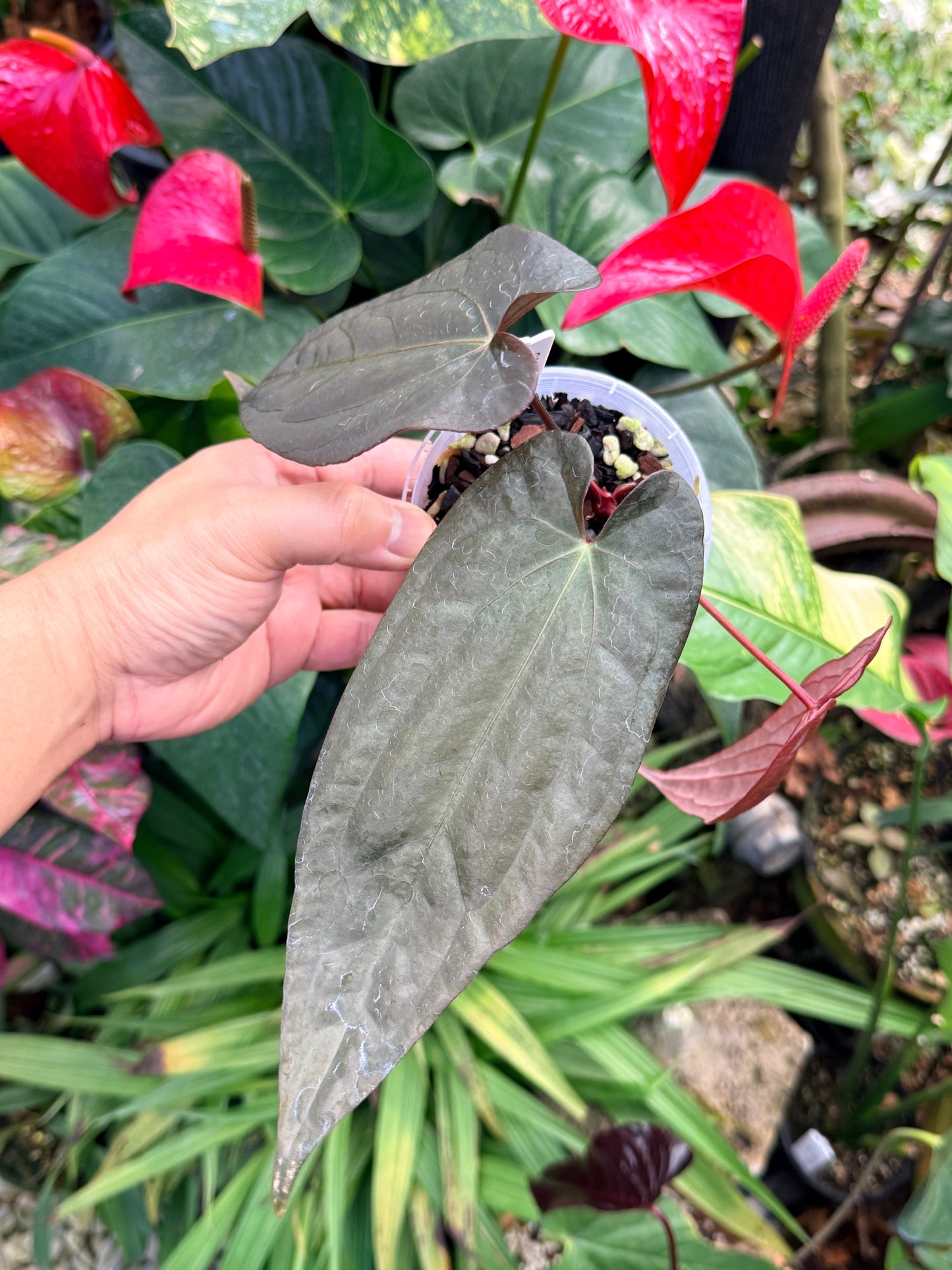 Anthurium Reverse Black Cherry x Red Vein Dark Phoenix M41