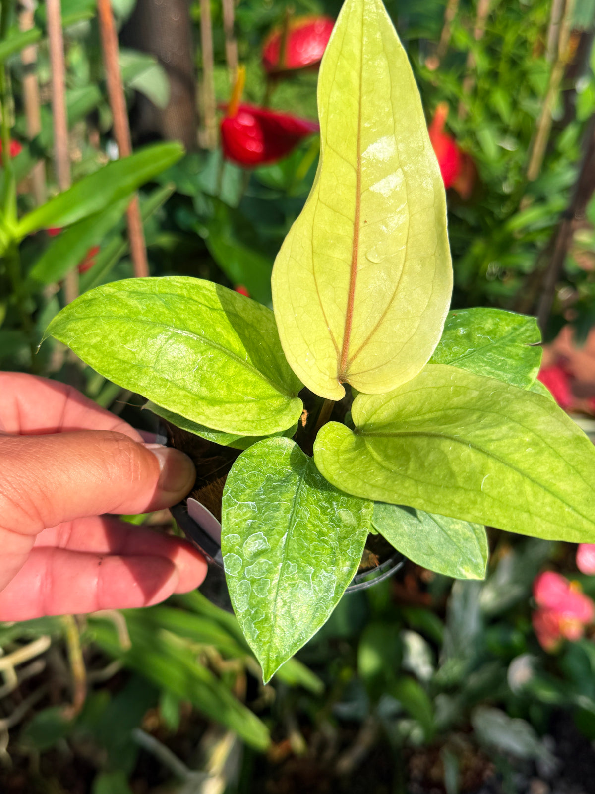 Anthurium Hookeri Variegata No.1 V71