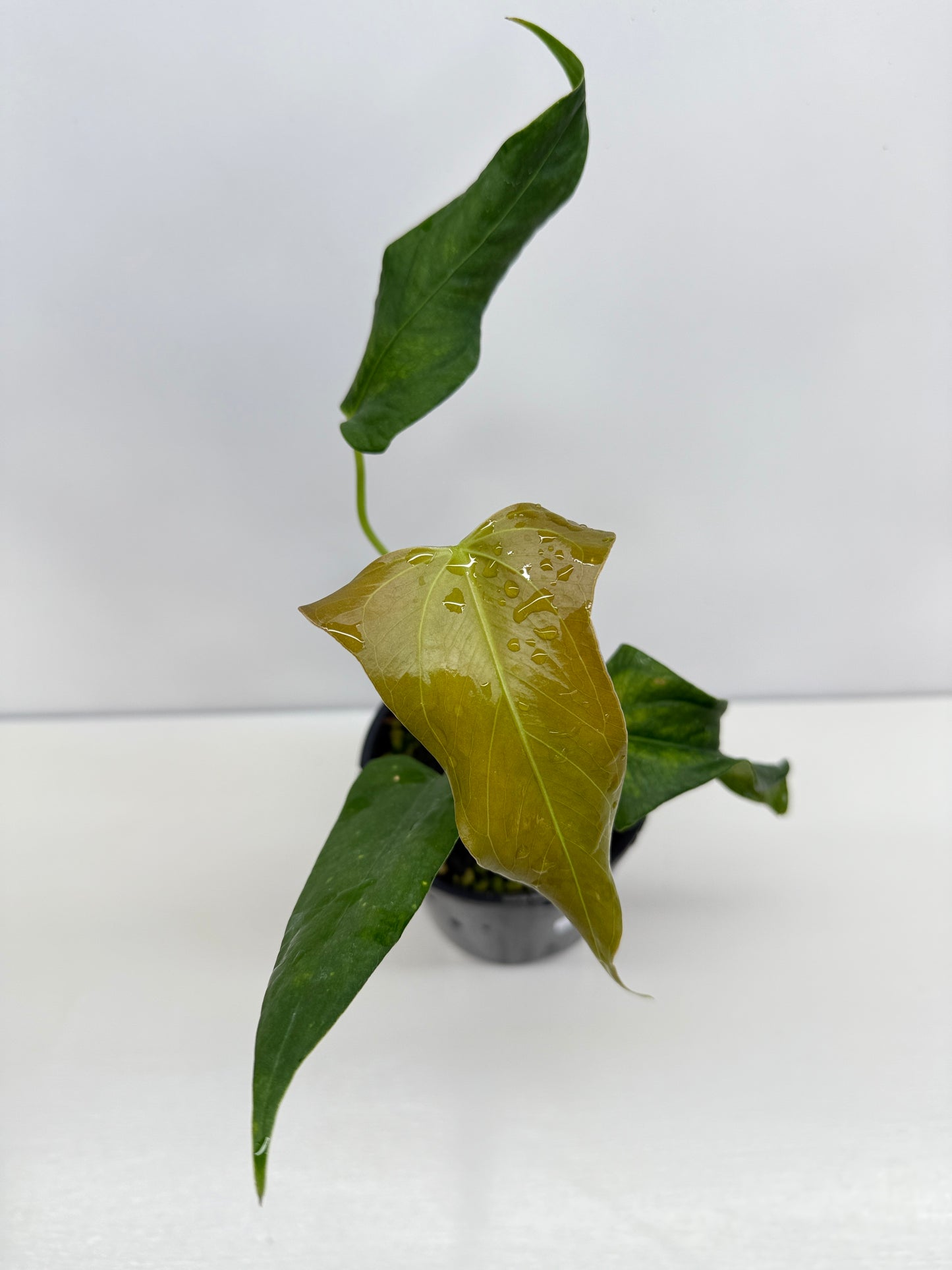 Anthurium Truncicola x Forgetii - Rarely Offered C47