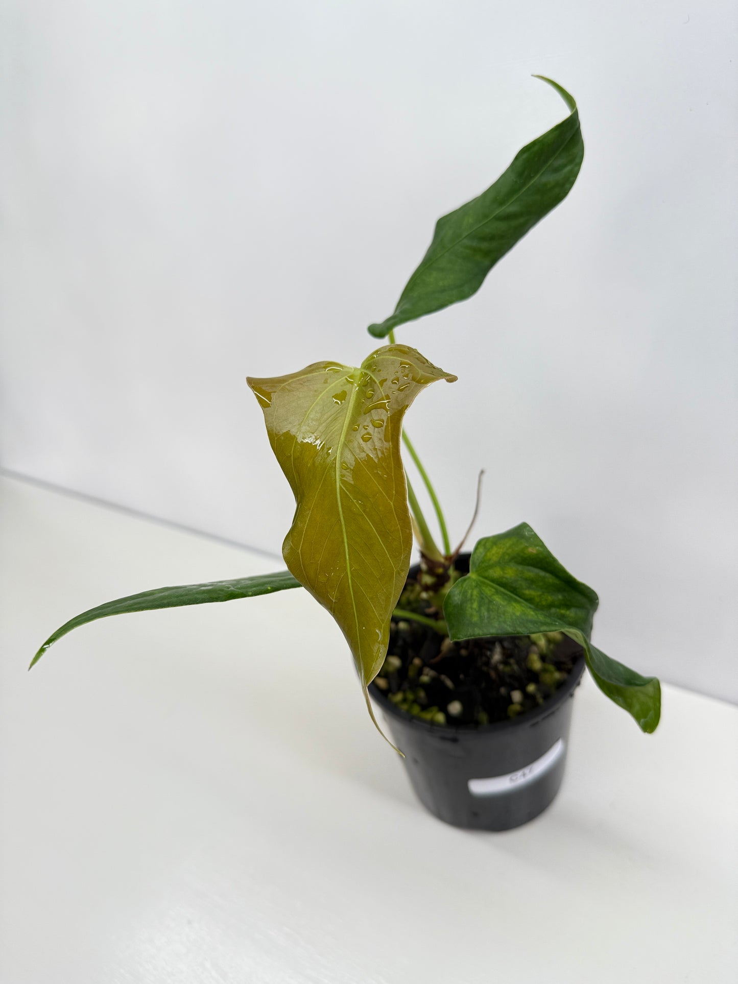 Anthurium Truncicola x Forgetii - Rarely Offered C47
