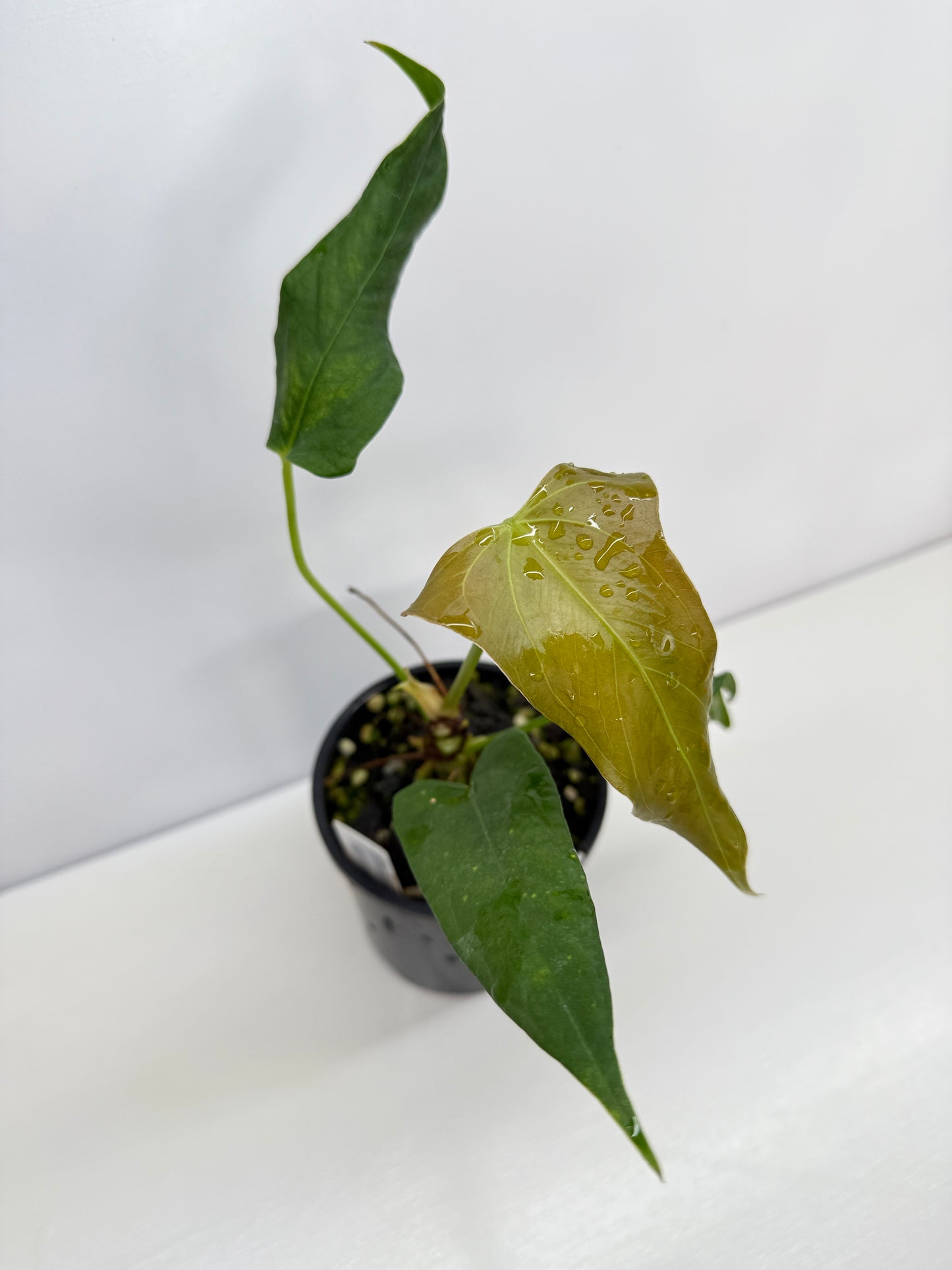 Anthurium Truncicola x Forgetii - Rarely Offered C47