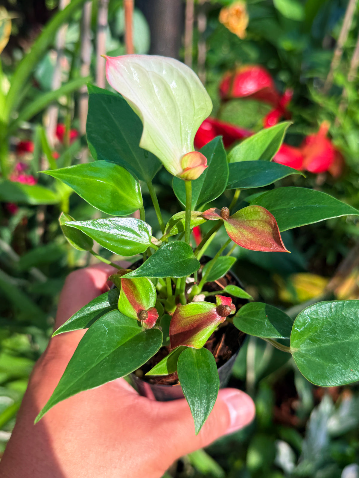 Anthurium ‘Matata’ V83