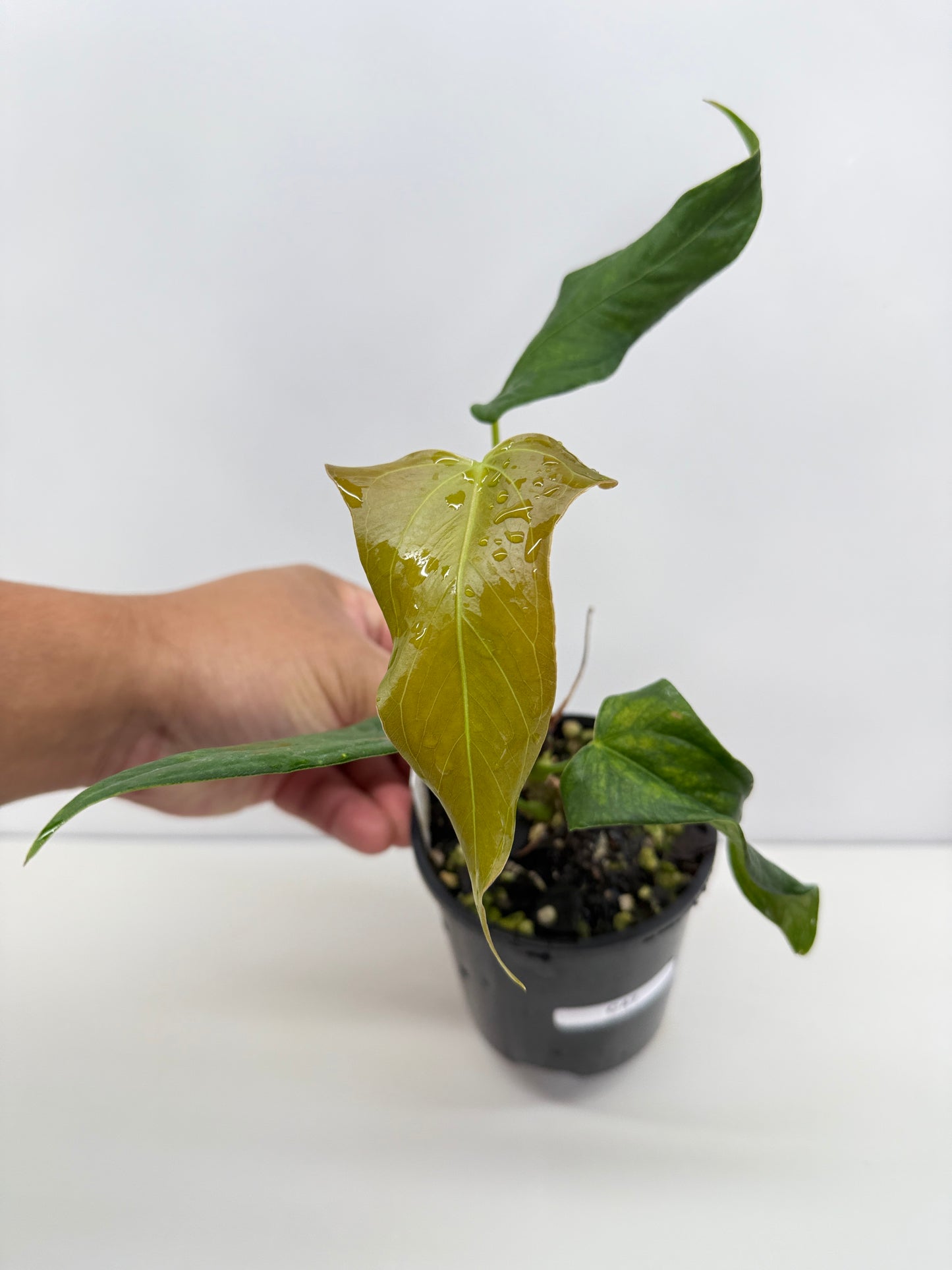 Anthurium Truncicola x Forgetii - Rarely Offered C47