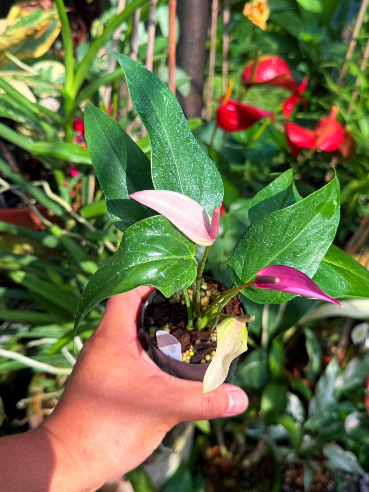 Anthurium 'Zizou' W3