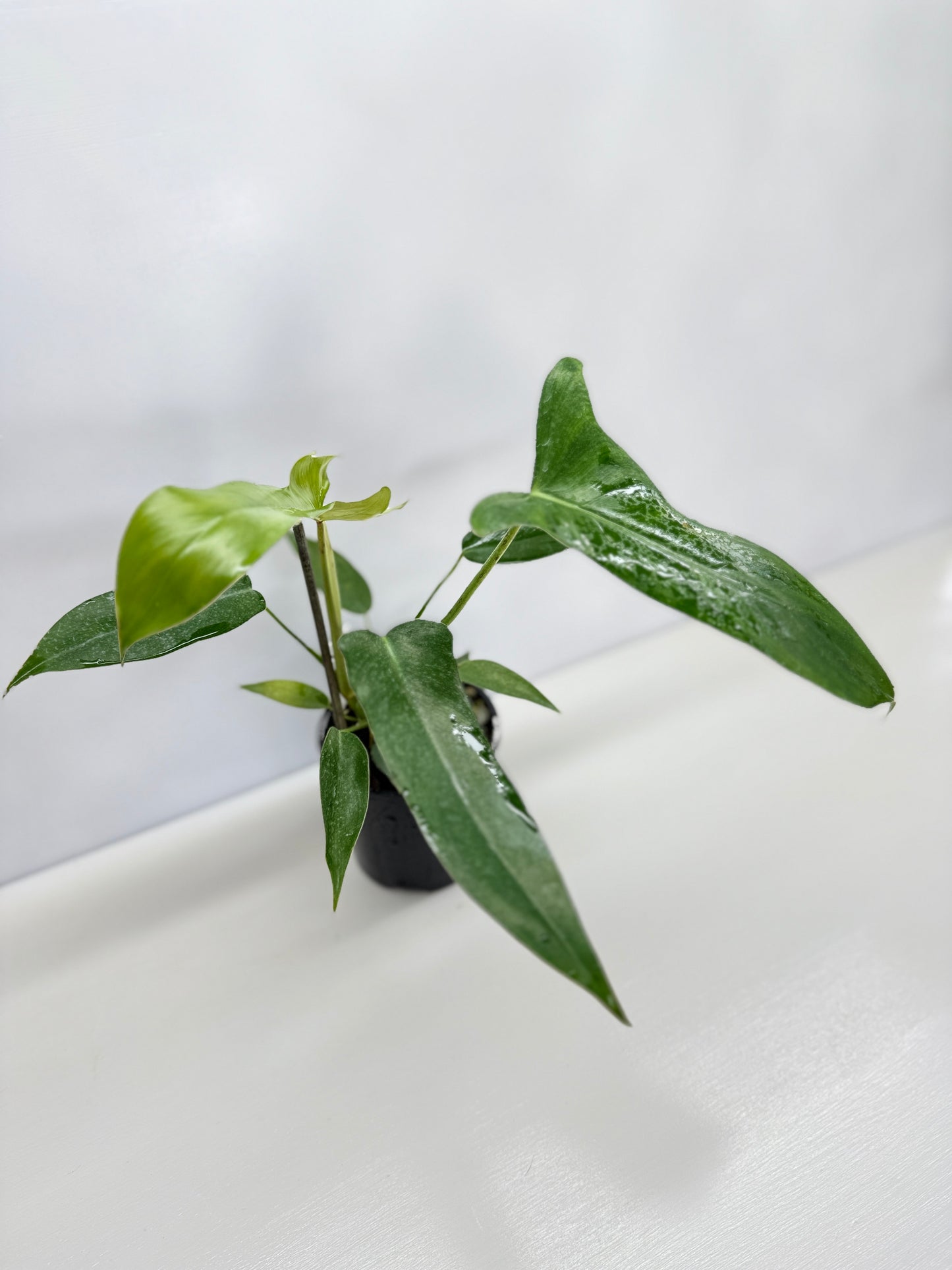 Philodendron longilobatum 'Lelano Miyano' C52