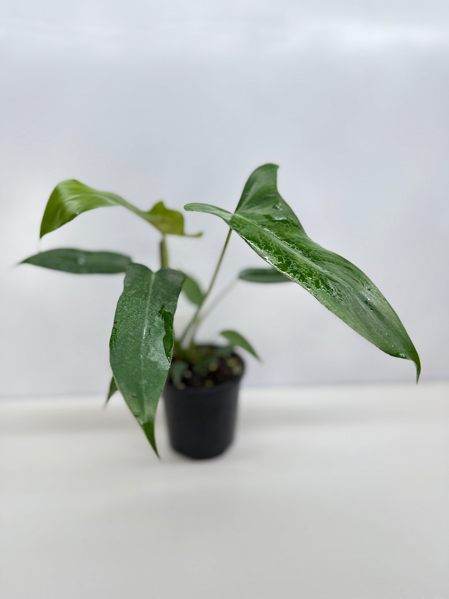 Philodendron longilobatum 'Lelano Miyano' C52