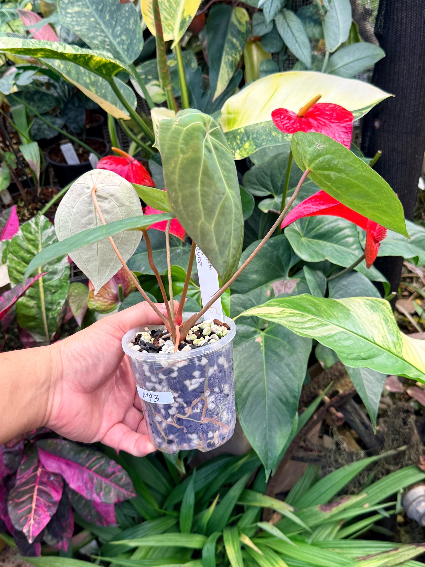 Garden Velvet x Midnight Velvet x Red Vein Dark Phoenix M43