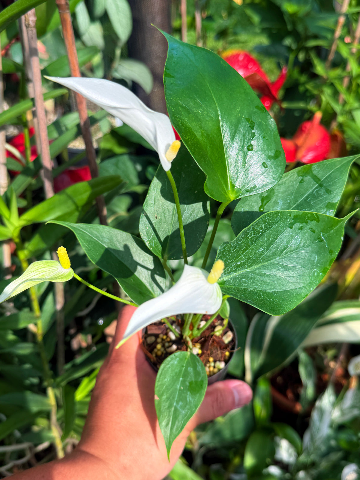 Anthurium 'Banderola White' V80