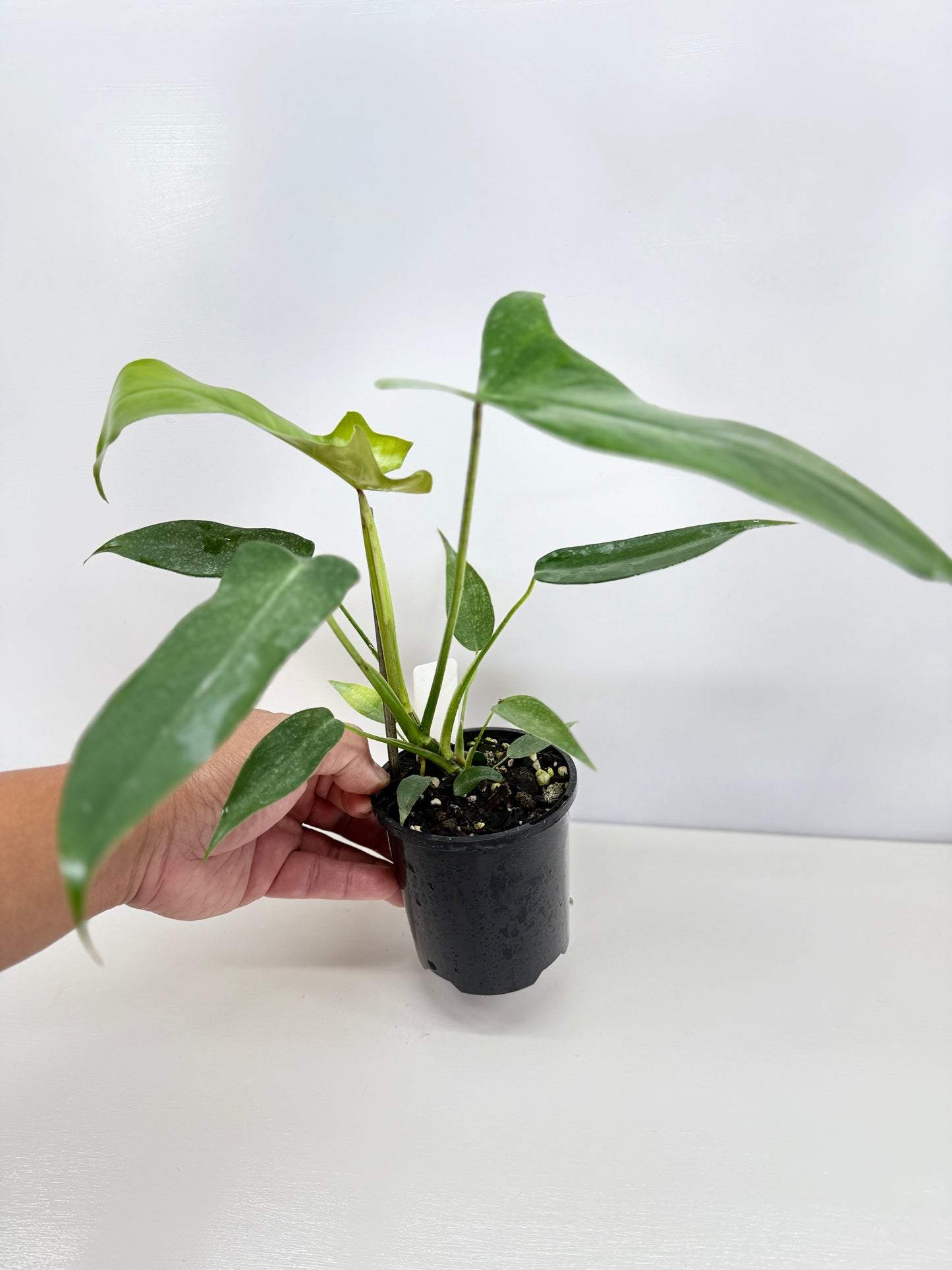 Philodendron longilobatum 'Lelano Miyano' C52