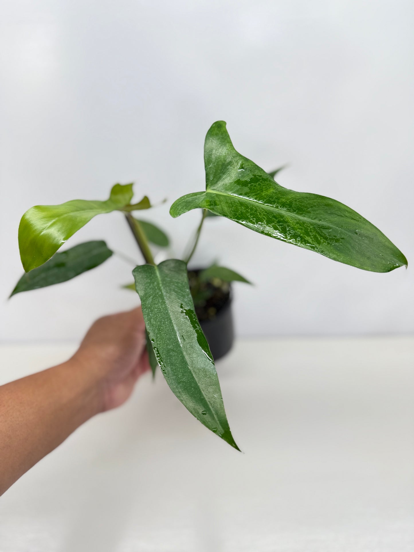Philodendron longilobatum 'Lelano Miyano' C52