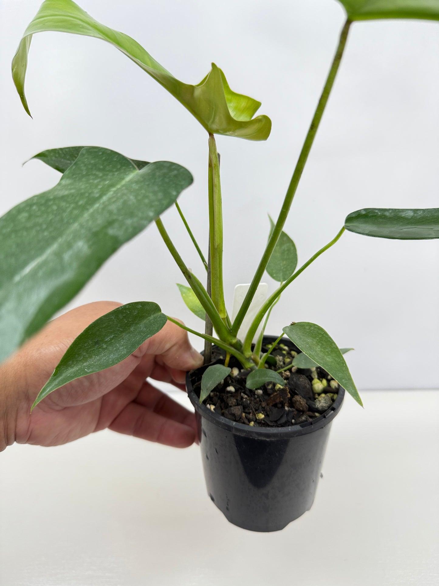 Philodendron longilobatum 'Lelano Miyano' C52