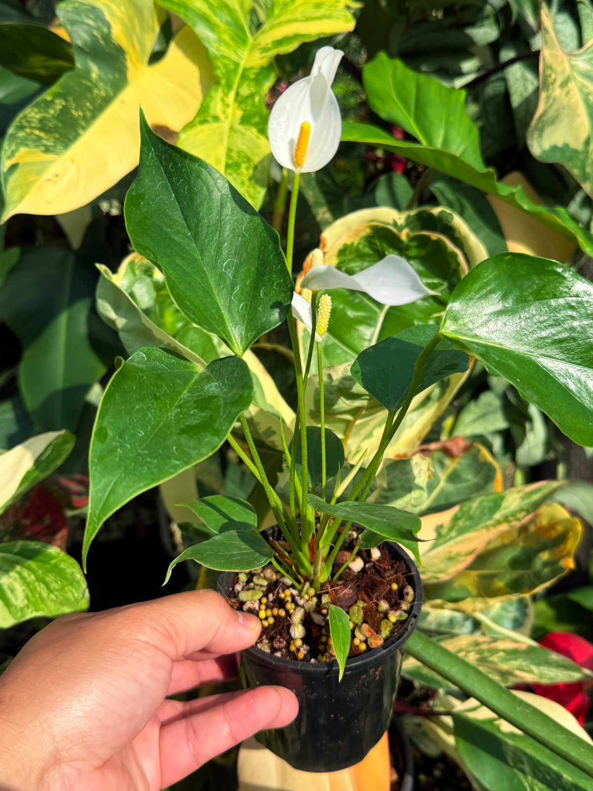 Anthurium 'Banderola White' V81