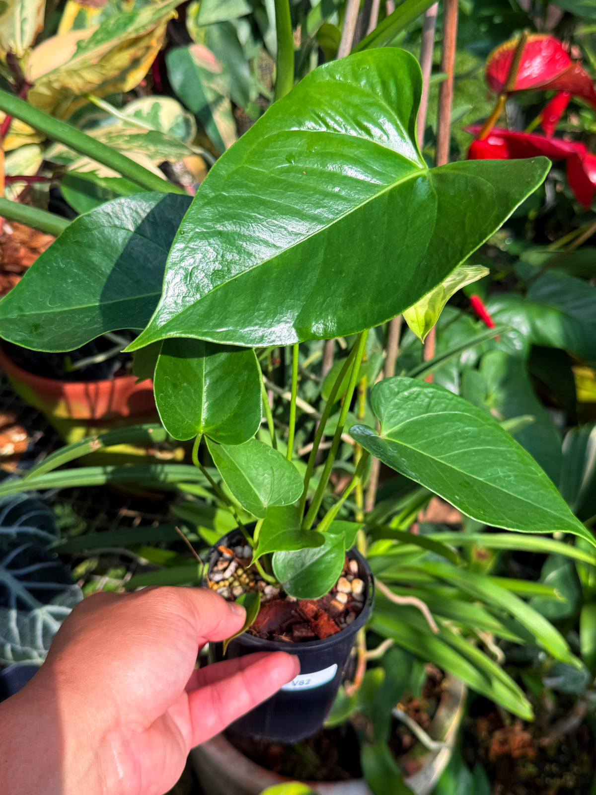 Anthurium 'Chill' V82