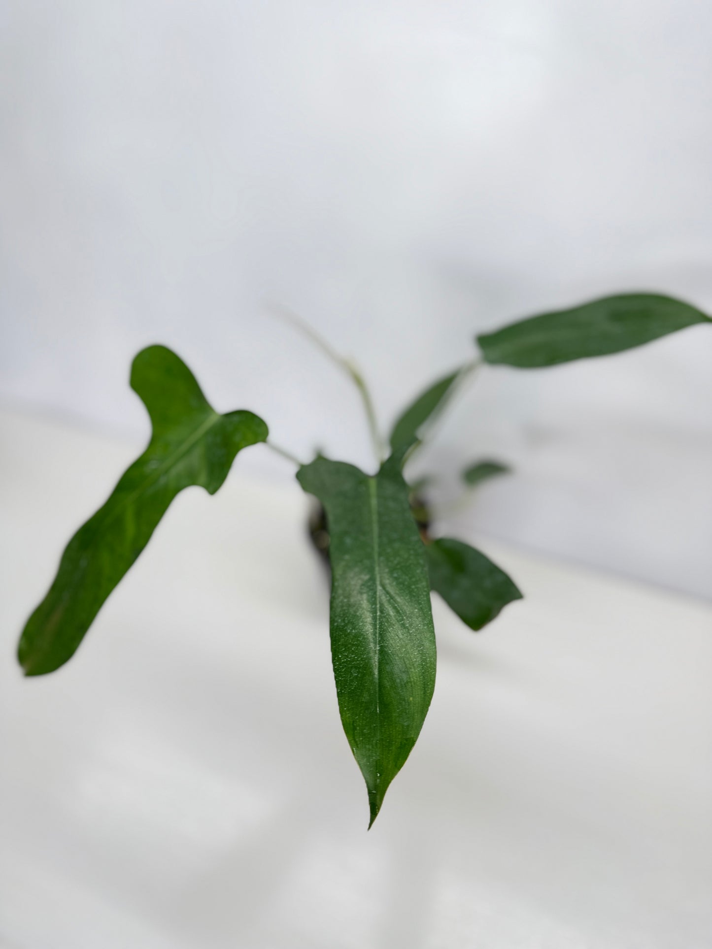 Philodendron longilobatum 'Lelano Miyano' C50