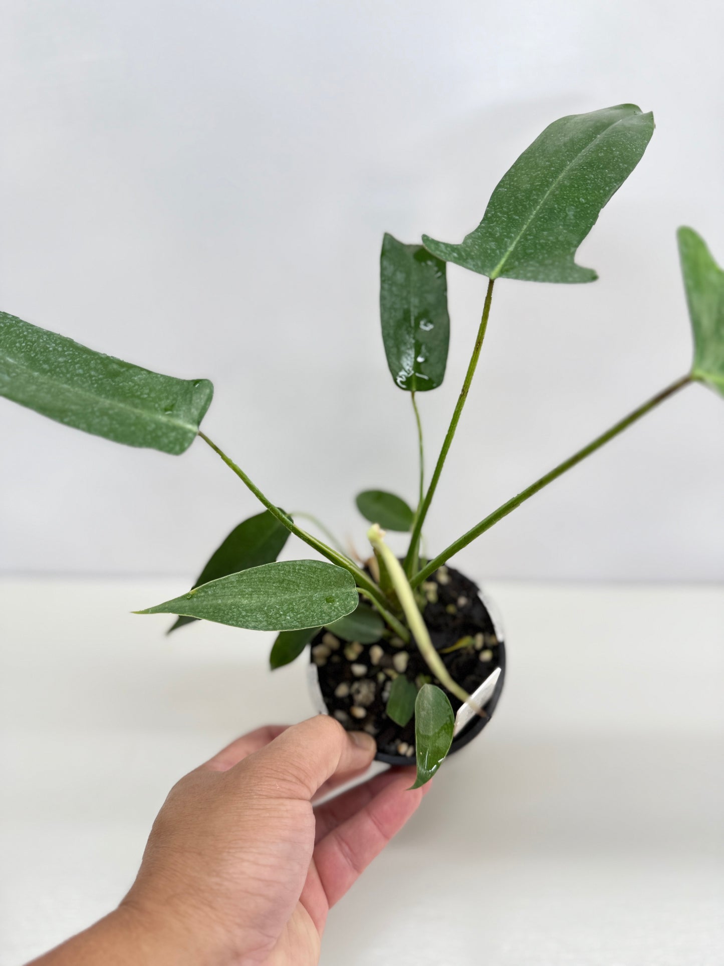 Philodendron longilobatum 'Lelano Miyano' C50