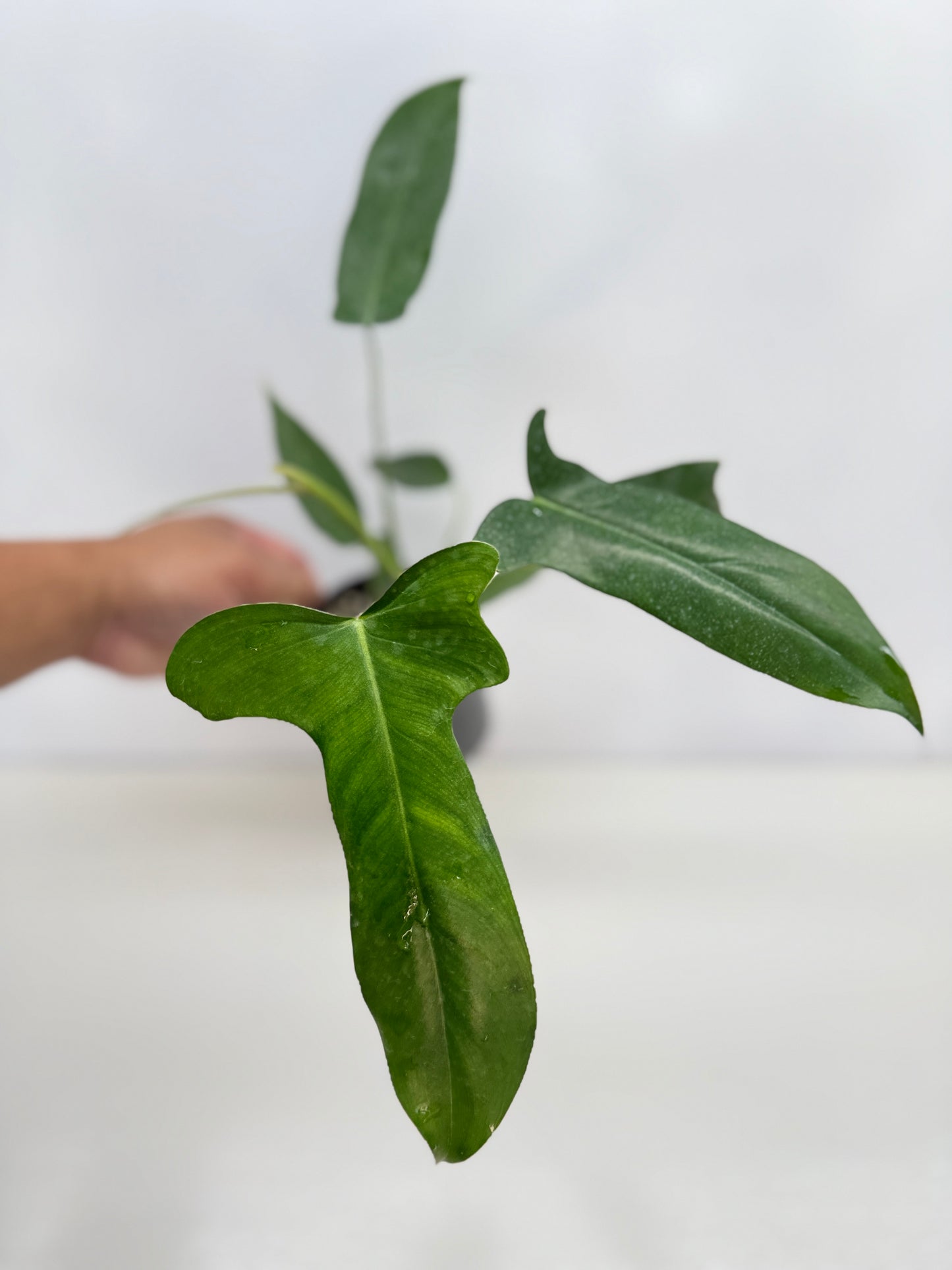 Philodendron longilobatum 'Lelano Miyano' C50