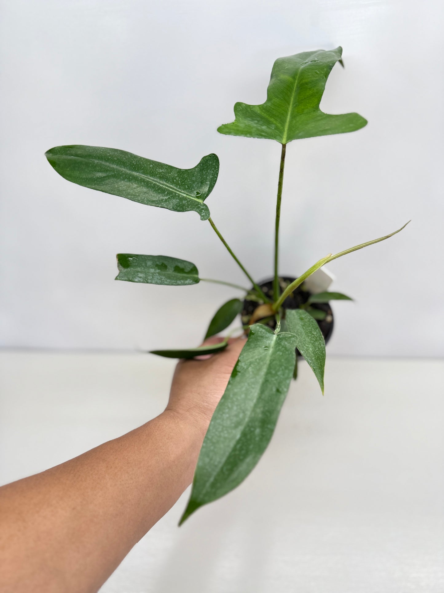 Philodendron longilobatum 'Lelano Miyano' C50