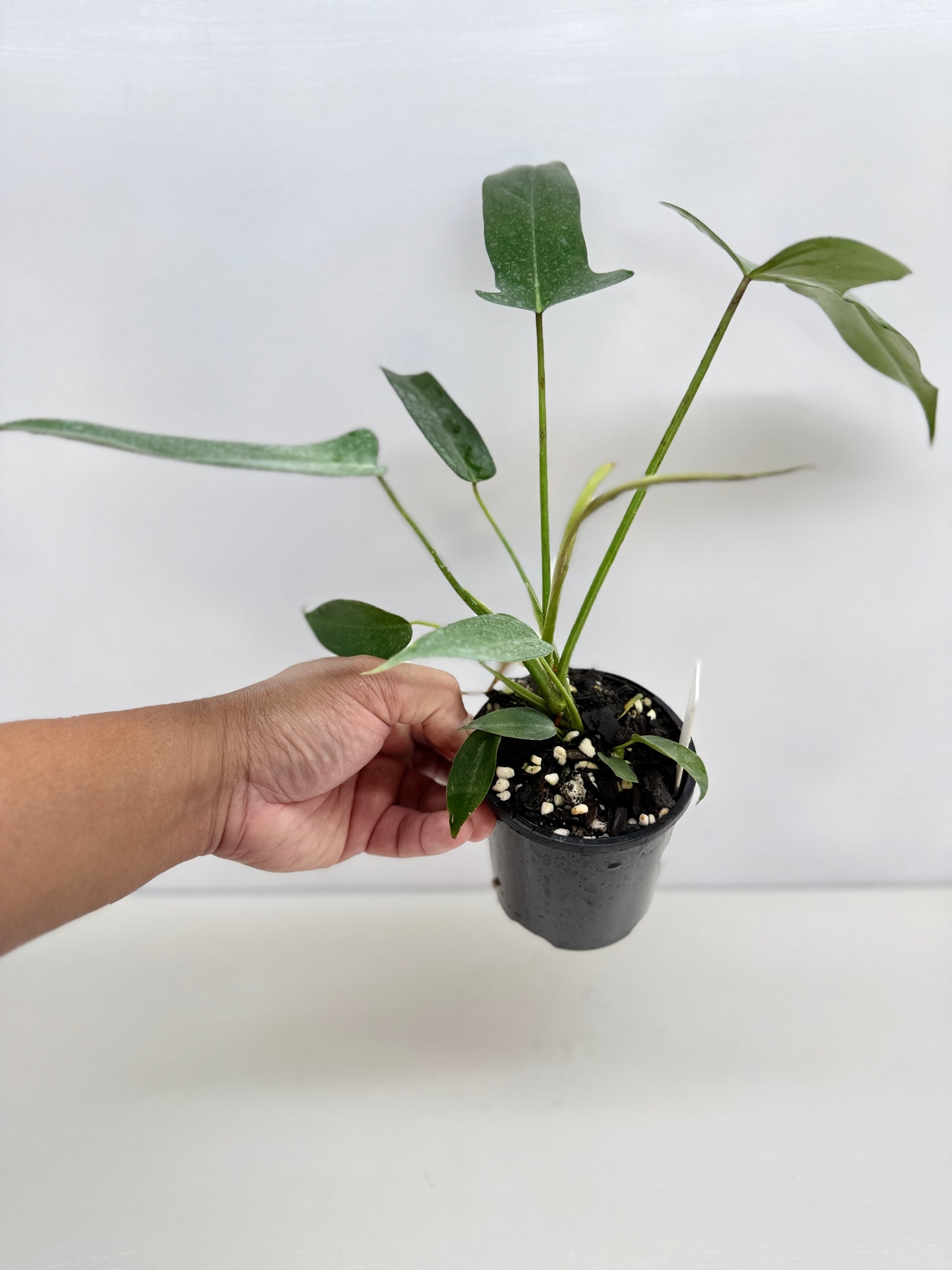 Philodendron longilobatum 'Lelano Miyano' C50