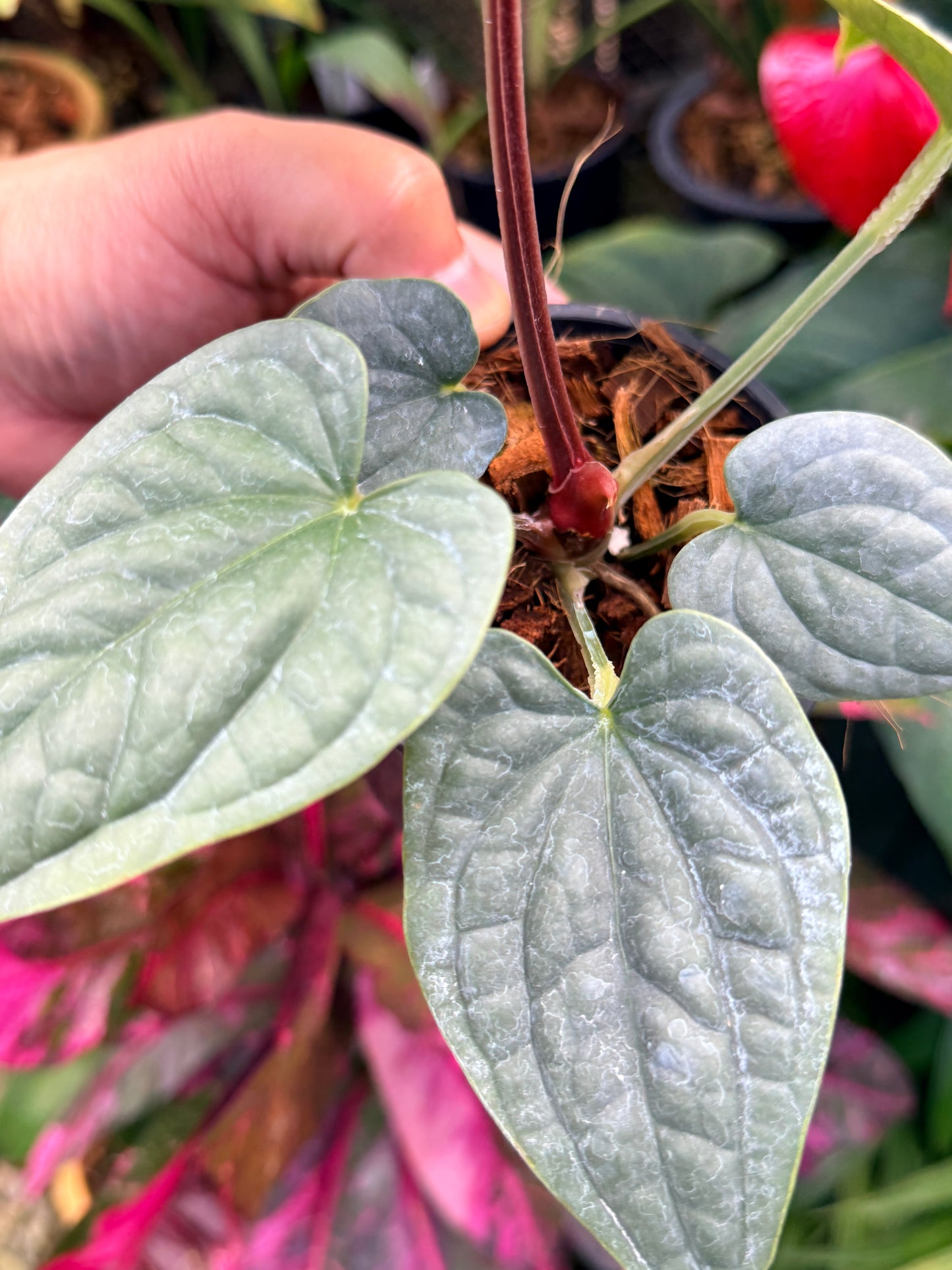 Anthurium Luxurian M45