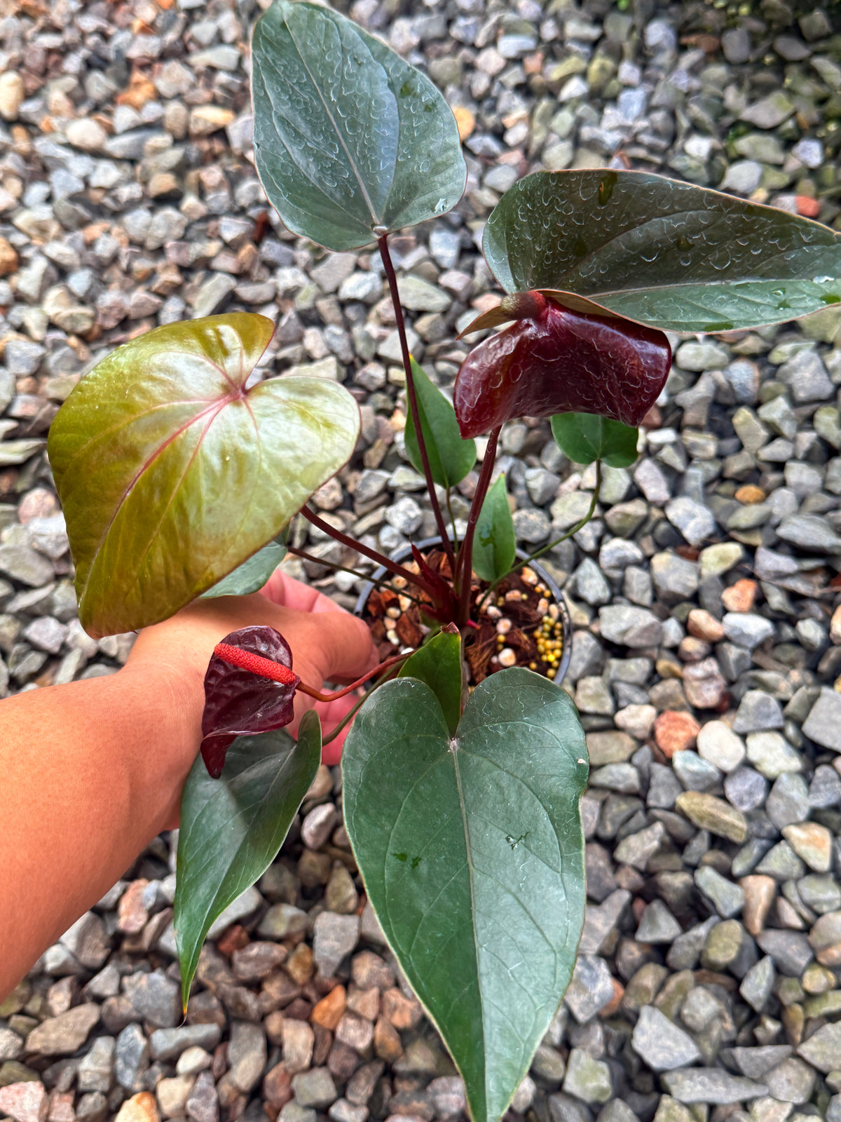 Anthurium 'Sempre' V79