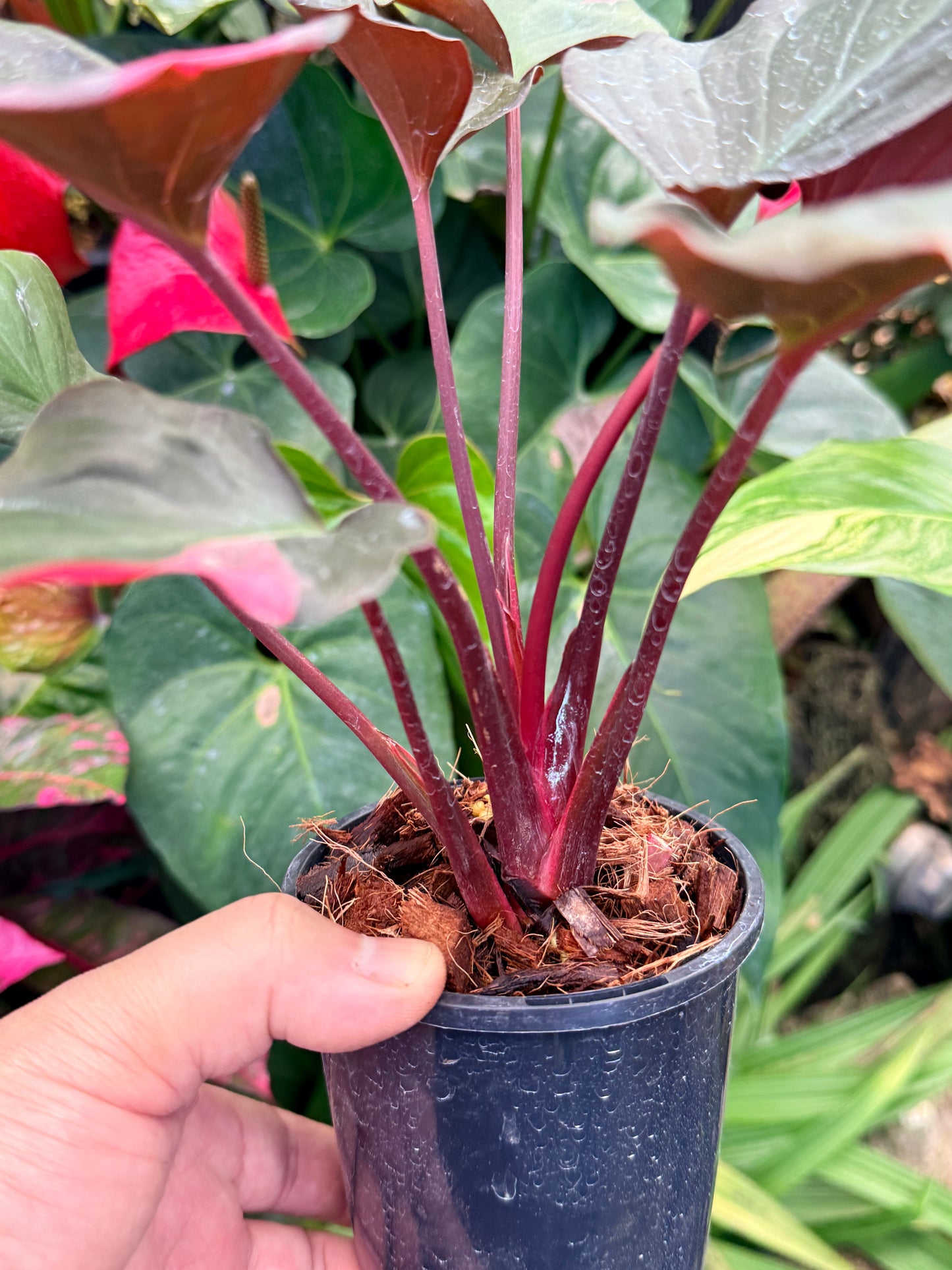 Homalomena rubescens Flaming Red Variegata M52